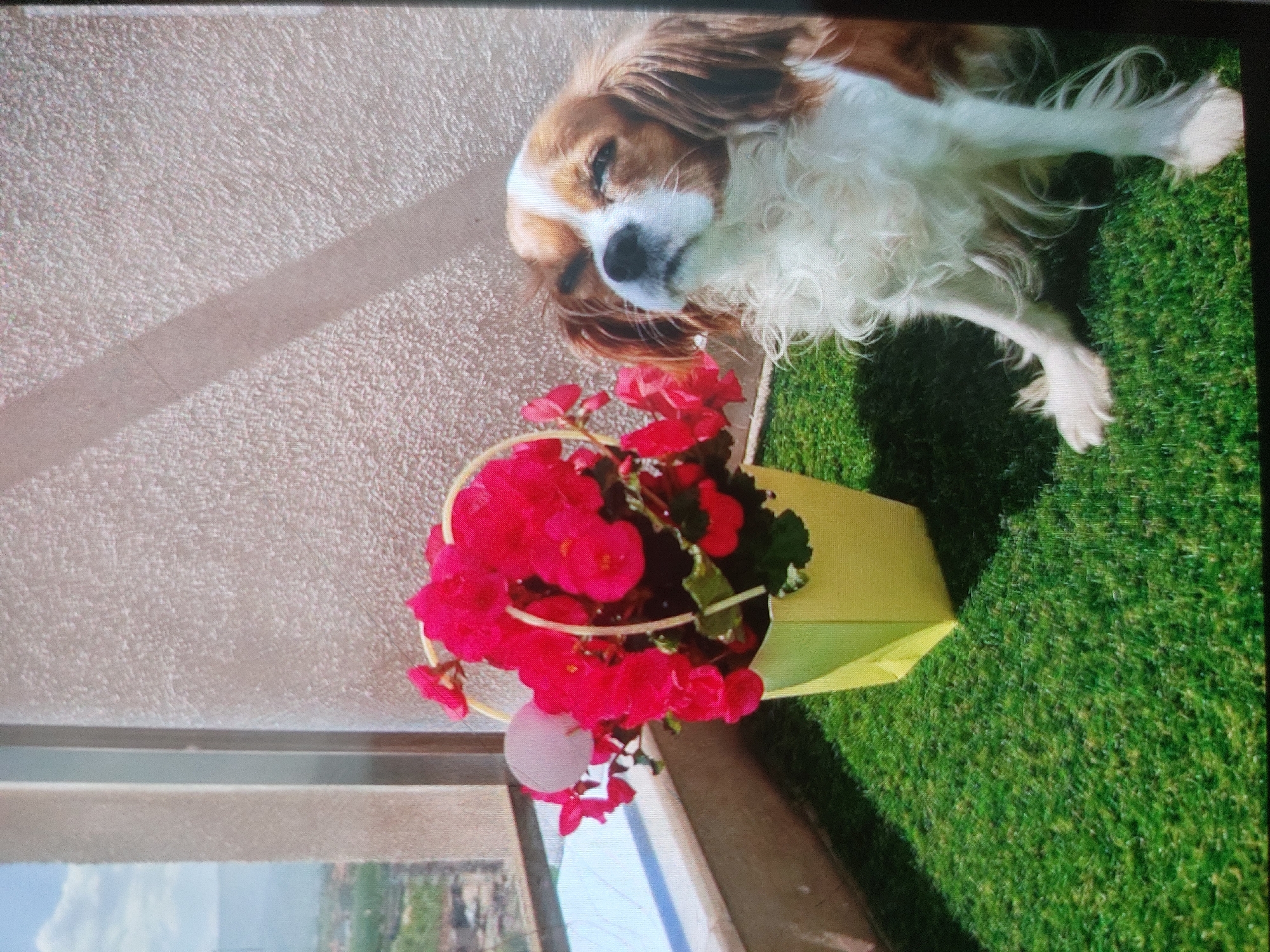 On a balcony or terrace, a Cavalier King Charles Spaniel lies on artificial turf. A yellow pot containing red begonias sits next to the dog. In the background, a window reflects what appears to be an urban landscape, possibly suggesting the location is Tsarevo, Bulgaria. No people are visible. The dog is in a relaxed or resting state. The scene suggests an outdoor, domestic setting.