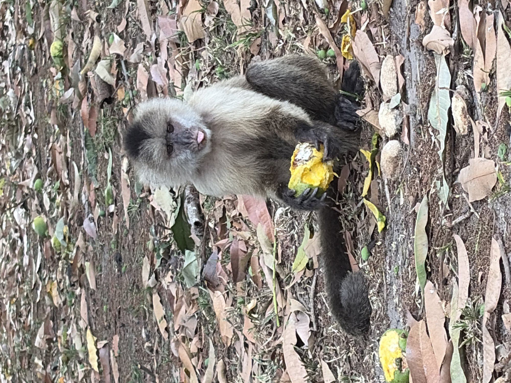 The image shows a monkey with a beige chest and a darker face, holding a partially eaten yellow fruit, possibly a mango, in its hands. The monkey's tongue is slightly visible. The background consists of fallen leaves, small green fruits, and some patches of grass, suggesting a natural environment. The location is Ciudad Guayana, Venezuela.