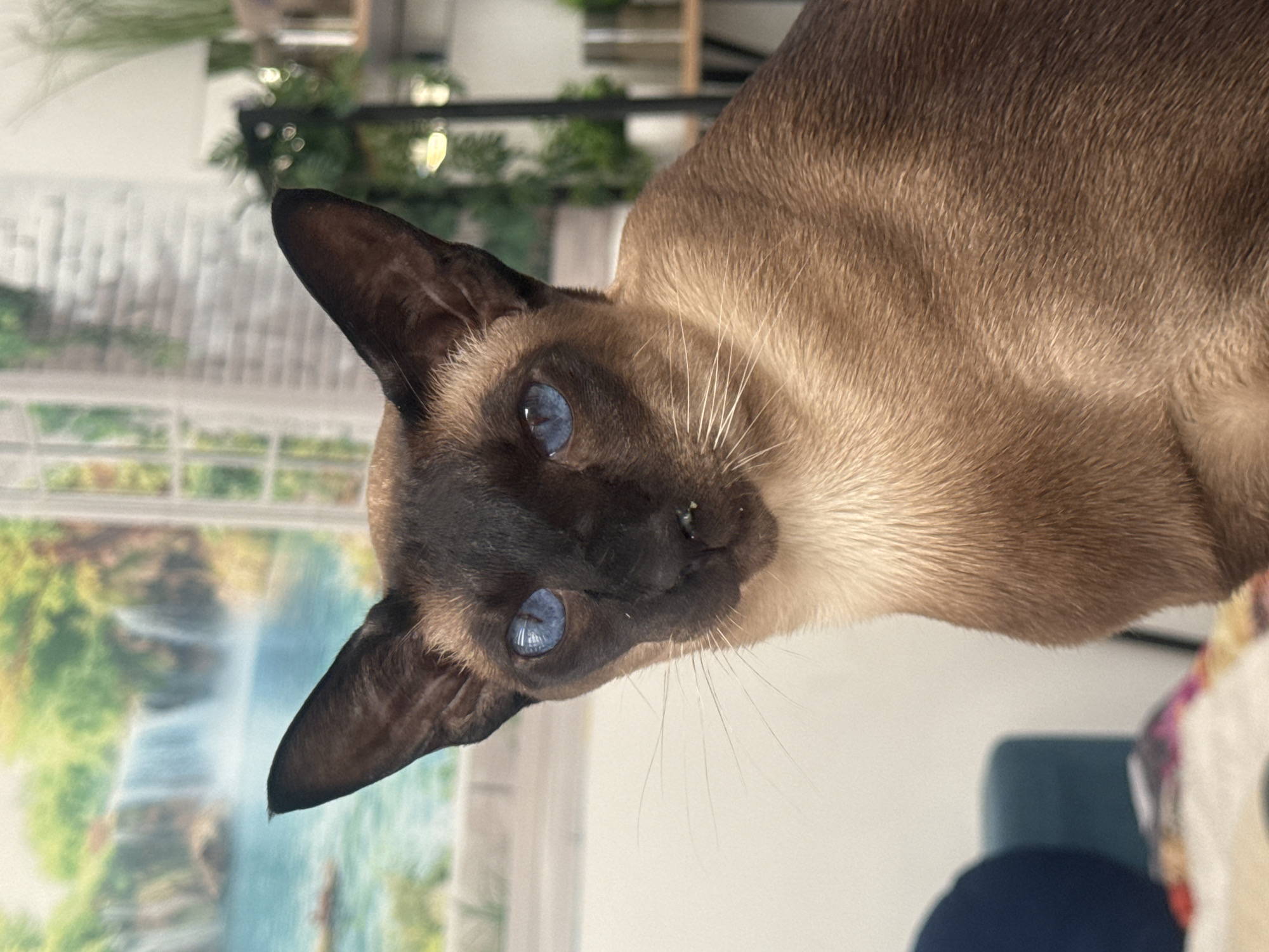 The image presents a close-up, slightly tilted portrait of a domestic cat, likely a Tonkinese or Siamese mix, with a light brown or fawn body and distinct darker brown points on its face and ears. The cat's most striking feature is its brilliant, piercing blue eyes, which are wide open and focused directly on the viewer, conveying an alert and curious expression. Long, white whiskers extend from its muzzle. A small speck of what appears to be dried food or debris is visible near its nose.
The setting is indoors, with various elements forming the background. To the cat's left, a large decorative poster or artwork is displayed on a wall, depicting a vibrant natural landscape featuring multiple waterfalls cascading into a blue body of water, surrounded by lush green foliage. This poster is framed by a light-colored border. Behind the cat, towards the right side of the frame, several green plants, possibly potted and arranged on shelves or a dark frame, create a softly blurred backdrop. The ambient light suggests it is daytime. A section of a patterned fabric, potentially part of a cushion or furniture, is visible in the bottom right corner. The overall scene captures a serene moment of the cat observing its environment within an indoor space, located in Ramat Gan, Israel. There is no visible text in the image.