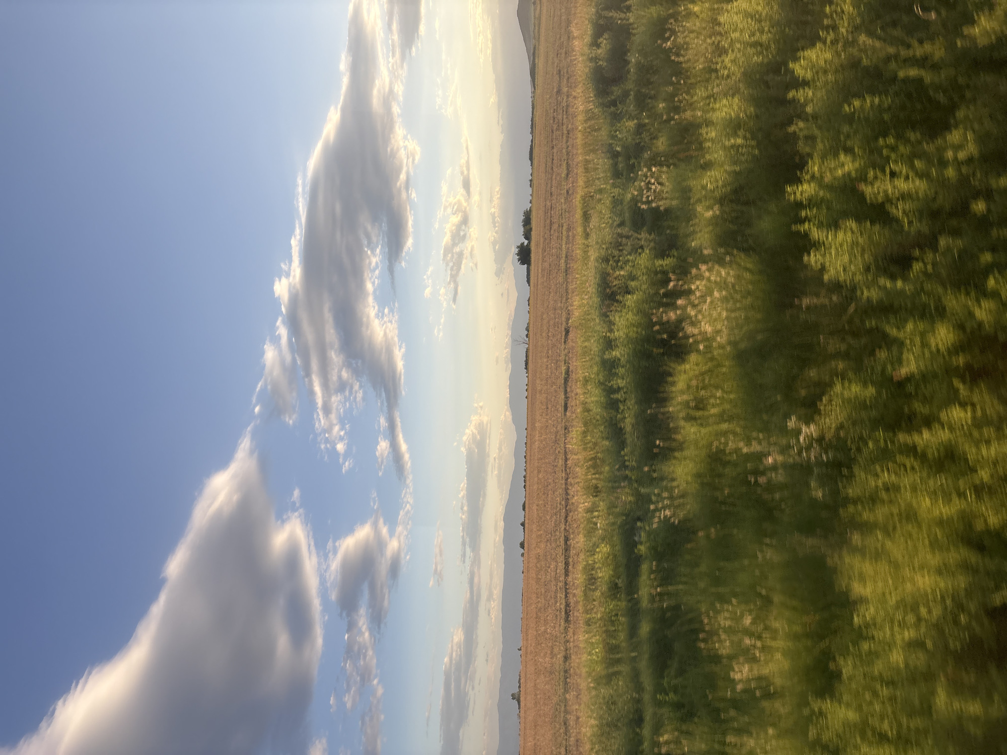 The image depicts a rural landscape near Saedinenie, Bulgaria, under a bright, partly cloudy sky. In the foreground, a field of tall, green grass is blurred, suggesting motion, possibly captured from a moving vehicle. Beyond this, a vast, golden field stretches towards a distant mountain range that forms the horizon. The mountains are muted in color, with a haze suggesting distance. The sky is a vibrant blue, with large, white clouds casting shadows and catching the light. The overall impression is one of open space and natural beauty, characteristic of the countryside surrounding Saedinenie.