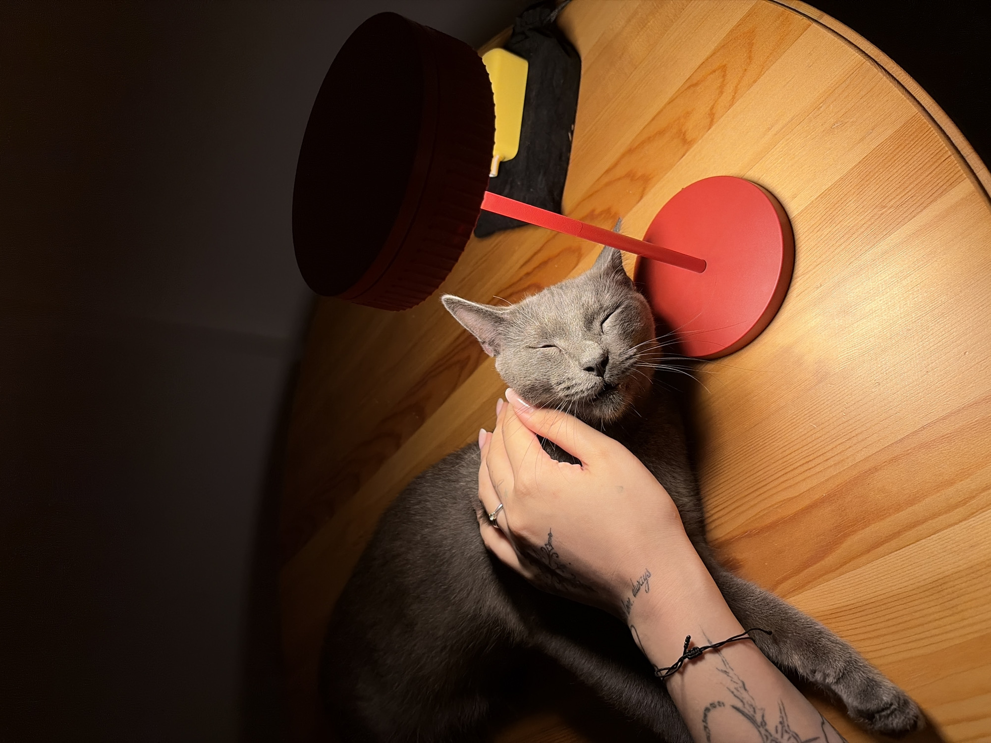 A gray cat is lying on a wooden table, being petted by a person's hand. The hand has tattoos and is wearing a ring and a bracelet. A red lamp is positioned above the cat, casting a warm light. In the background, there is a dark surface and a yellow object. The setting appears to be indoors, with the wooden table suggesting a domestic or cafe environment. There is no specific information in the image to indicate its location in Yekaterinburg, Russia.