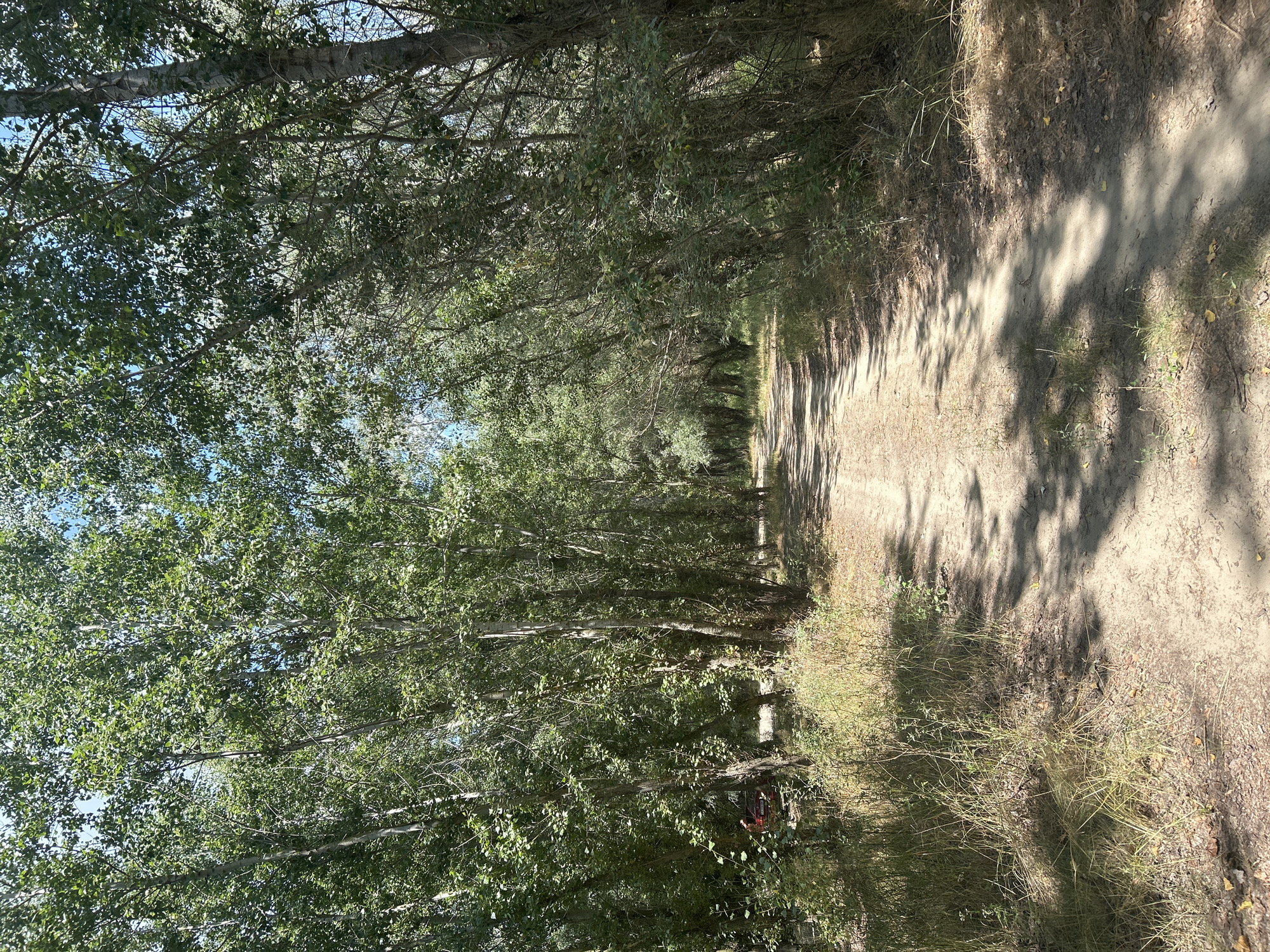 The image depicts a dirt road winding through a dense forest with tall trees and lush green foliage. The road is dry and appears well-traveled, with sunlight casting dappled shadows from the leaves onto the path. The trees on either side of the road are close together, forming a natural canopy that creates a sense of enclosure. The ground is covered with dry grass and fallen leaves, indicating a natural, possibly rural or park-like setting. In the distance, the road curves out of view, suggesting a longer path or trail. On the left side of the road, partially obscured by trees, a red vehicle is visible, suggesting human presence or recent activity in the area. The sky above is blue with scattered white clouds, visible through the gaps in the tree canopy. The scene is tranquil and serene, characteristic of a natural environment on a sunny day. The location is identified as Karagash, Moldova.