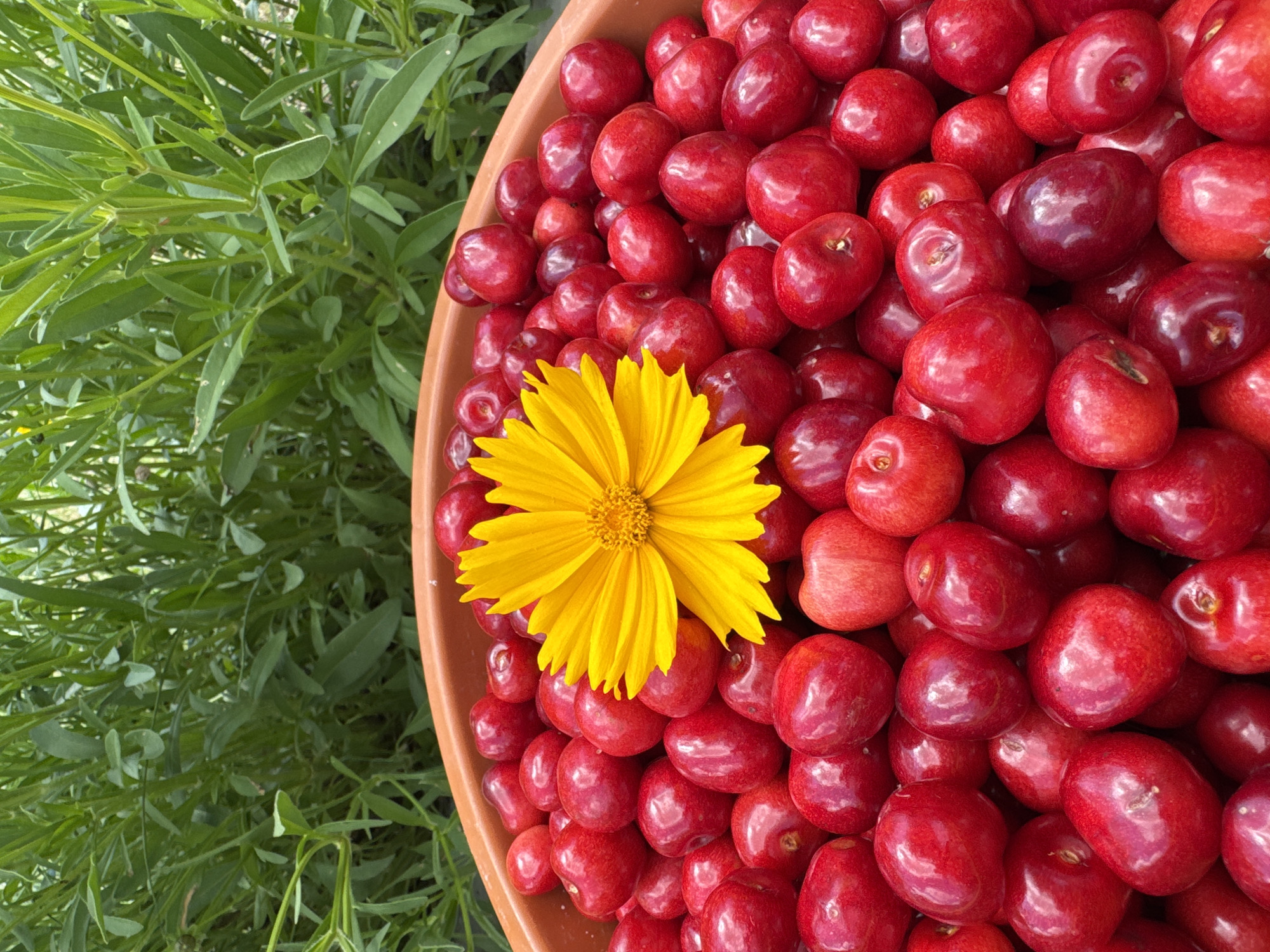 A close-up, overhead shot shows a brown bowl overflowing with bright red cherries. A vibrant yellow flower with many petals rests on top of the cherries, positioned slightly to the left of the center of the frame. The bowl is situated on a bed of lush green foliage, possibly a garden or natural setting. The lighting suggests it is daytime, with natural light illuminating the scene. The image is characterized by its rich colors and the abundance of fresh fruit, creating a visually appealing composition. No text is visible in the image. The location context provided is Dobrovske Rural Hromada, Ukraine.