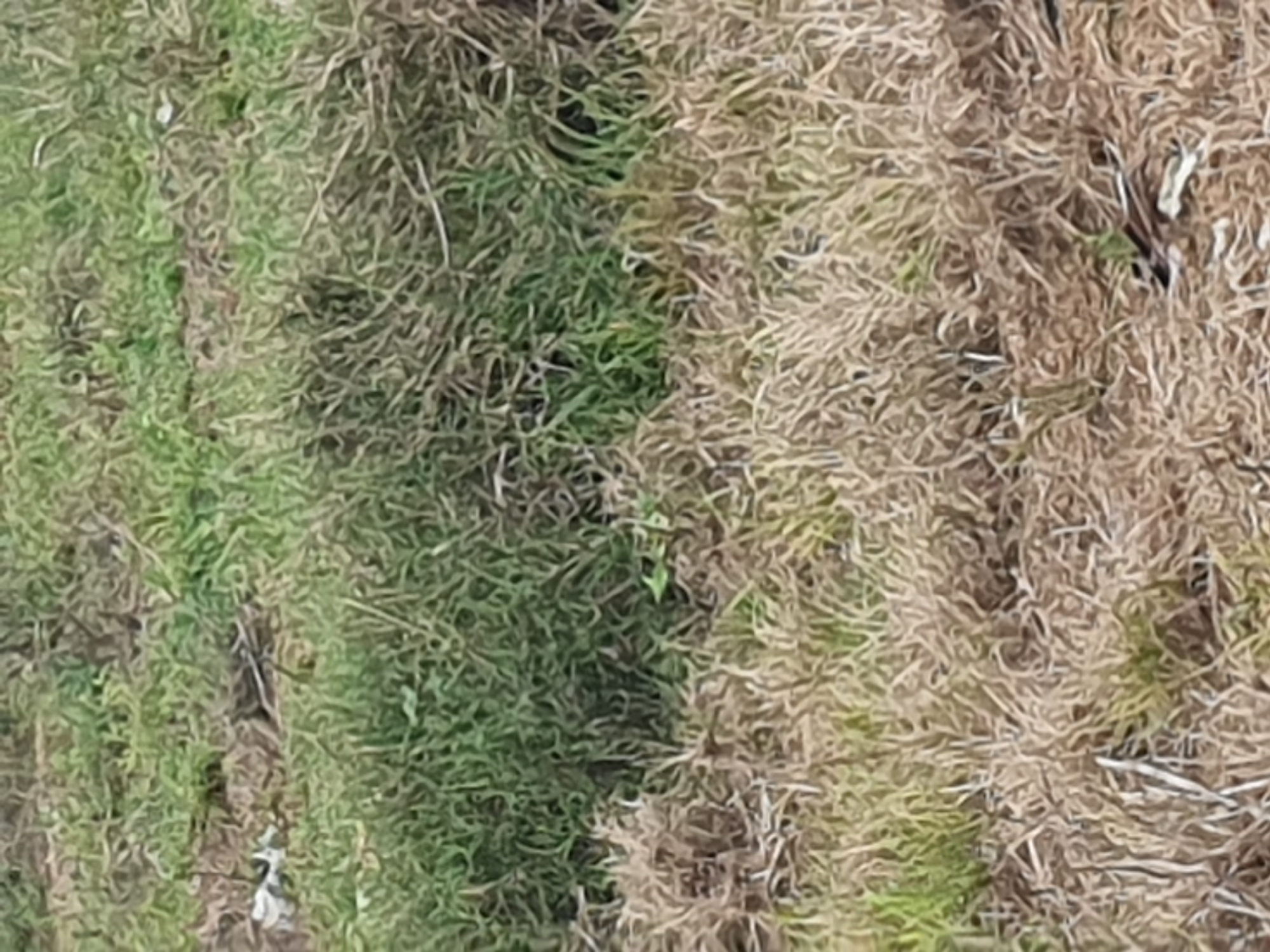 The image depicts an outdoor scene of patchy vegetation, with areas of green grass interspersed with dry, brown stalks and leaves. The ground appears uneven, with some areas of denser growth and others that are sparser. There is a small amount of white debris visible in the upper left quadrant of the image, possibly plastic or paper waste. The overall impression is of a natural or semi-natural environment that is not well-maintained. The location in Gura Top, Nigeria, suggests a possible setting in a rural or peri-urban area.