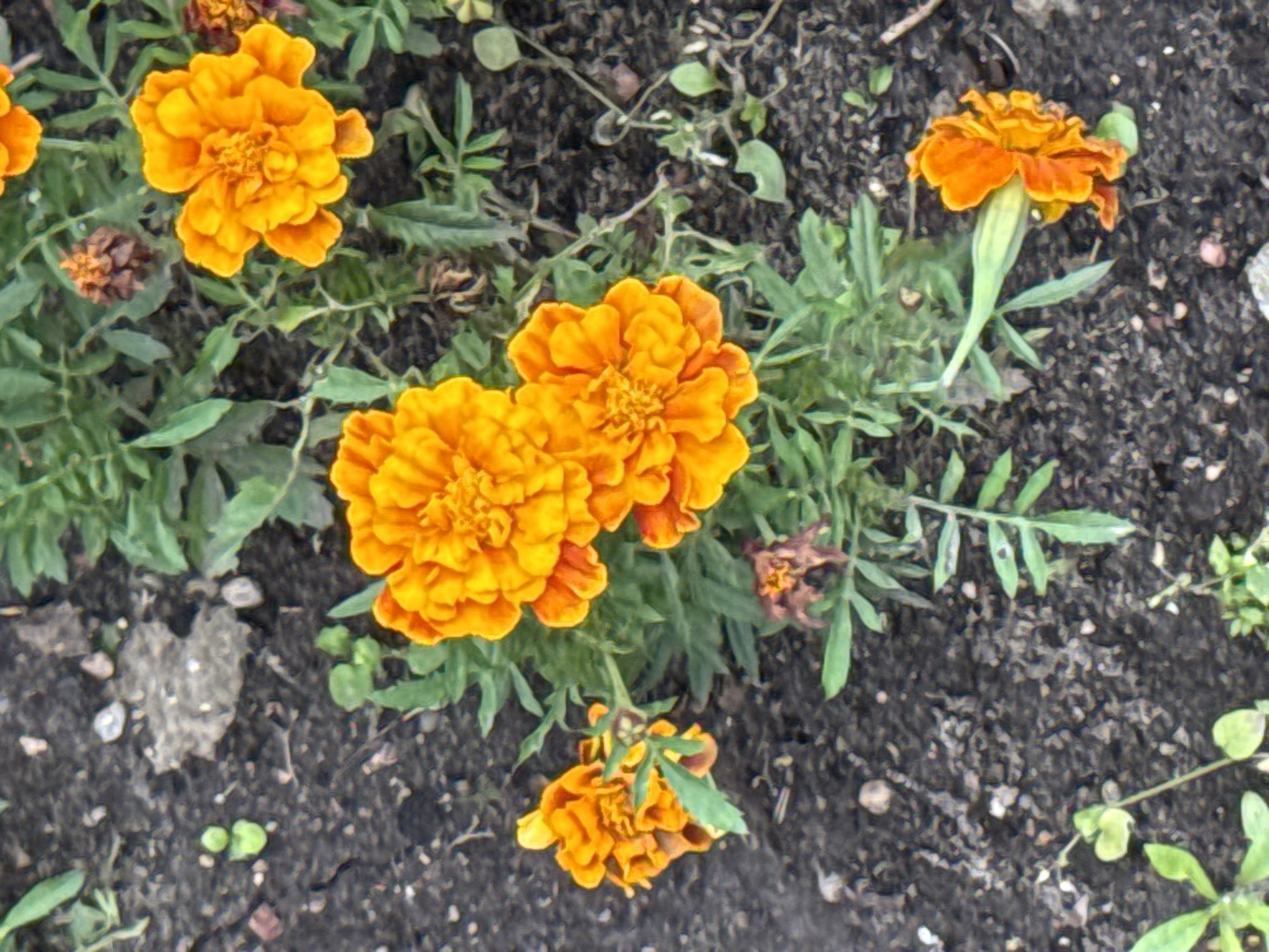 The image shows a close-up view of several orange marigold flowers growing in dark soil. The flowers are in various stages of bloom, with some fully open and others partially closed. The soil is somewhat dry and contains small stones and debris. Green leaves and stems are visible among the flowers. The scene appears to be an outdoor garden. There is no indication of people or specific actions. The location is identified as Rudamina, Lithuania.