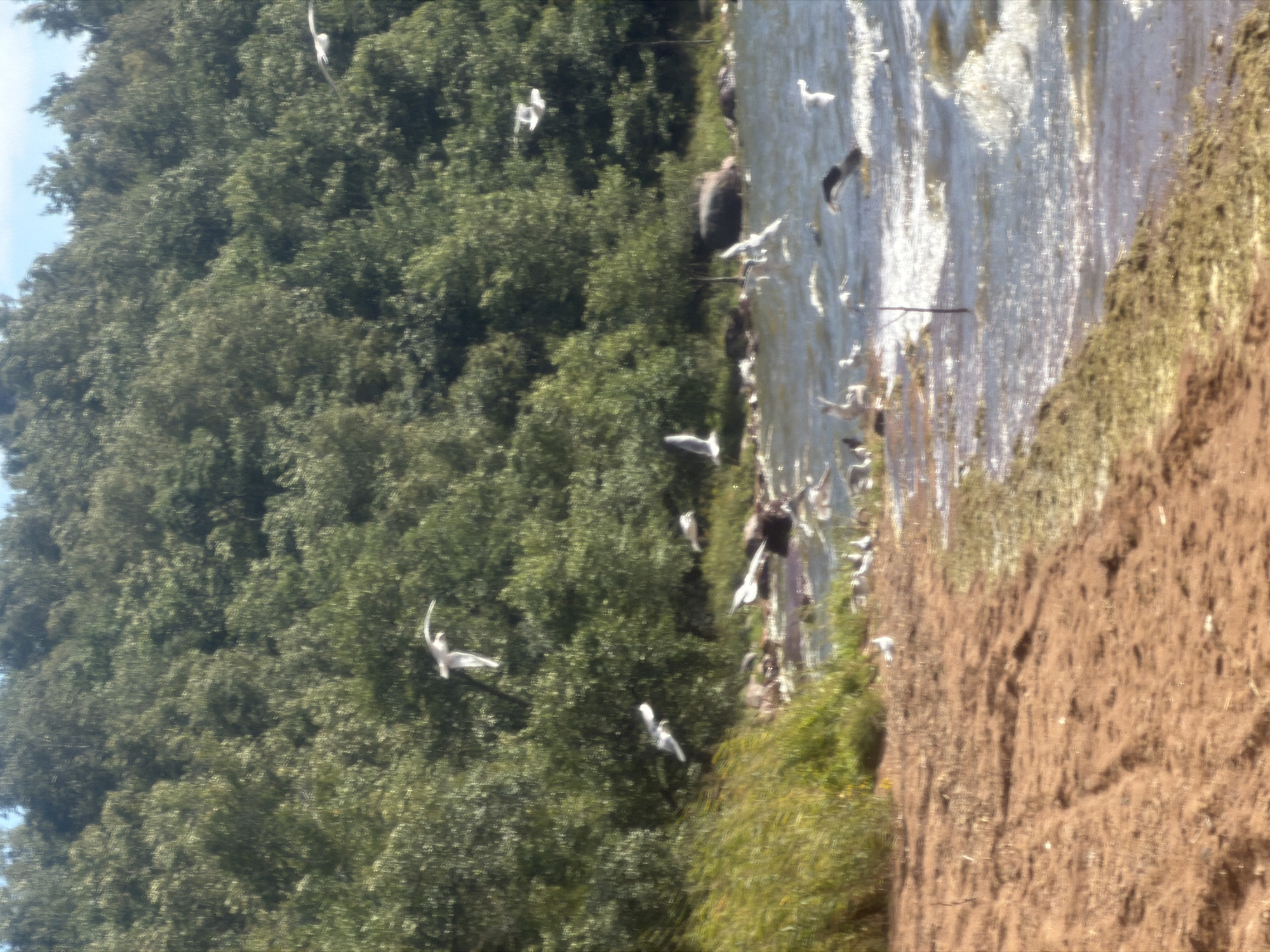 The image depicts a natural scene at the edge of a body of water, likely a lake or sea, with a dense, green forest forming the backdrop. The foreground is a sandy beach with some dry grass and vegetation. Several seagulls are visible, with some flying in the air and others resting or walking near the water's edge. The water is rippling, suggesting a slight breeze. The overall atmosphere is serene and natural. The location is specified as Vyazy, Russia.