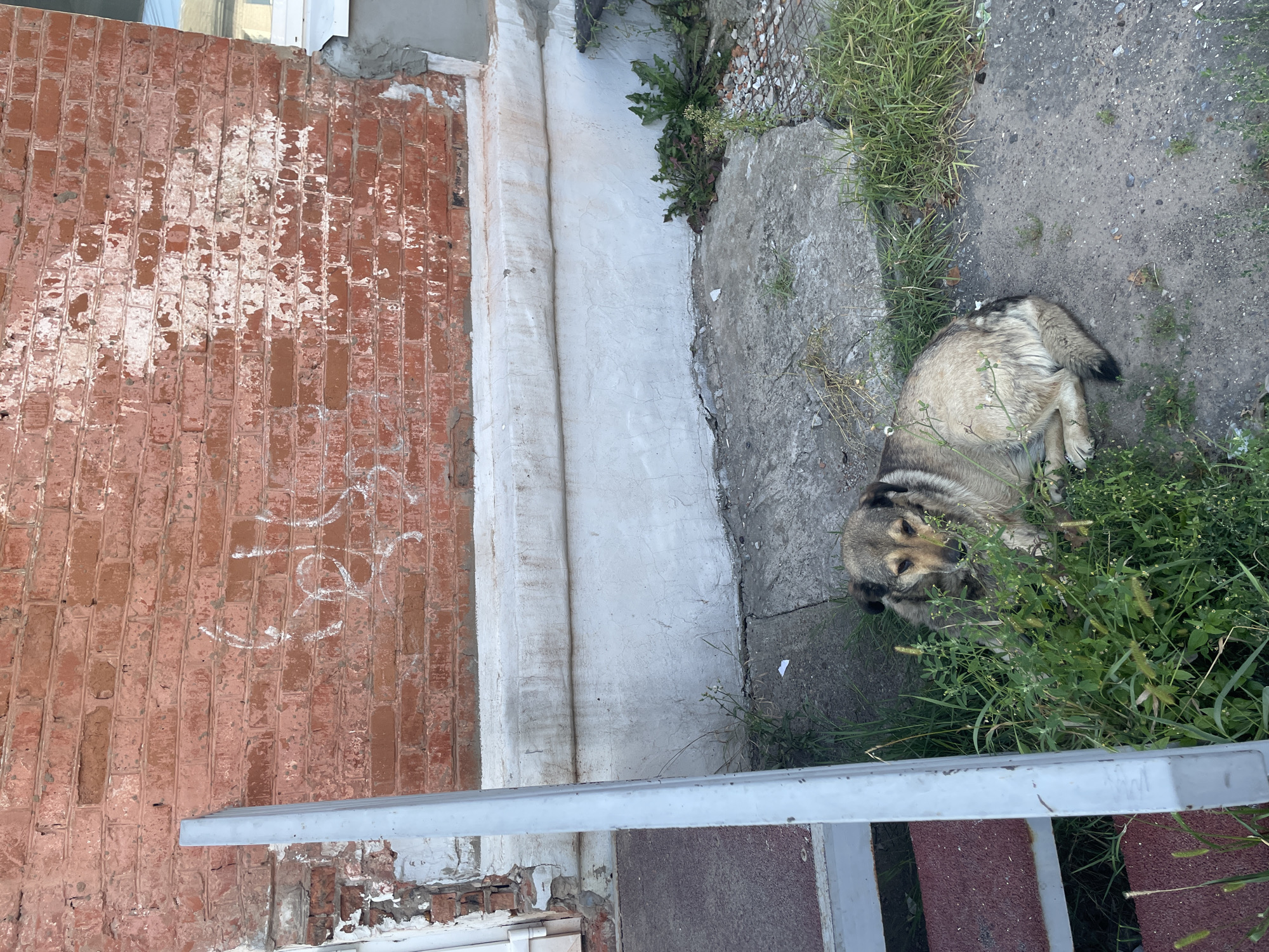 The image depicts a street scene in Chaikovsky, Russia, featuring a medium-sized dog lying down in overgrown green grass. The dog is light brown and grey with dark markings around its face and ears. It is positioned in front of a weathered red brick building with patches of white paint peeling off. A white, textured foundation runs along the base of the building. To the left of the dog, a portion of a grey metal handrail and red-carpeted steps is visible. The ground is a mixture of cracked concrete and dirt, with scattered small stones and debris. The overall environment suggests an outdoor, possibly neglected, urban setting.