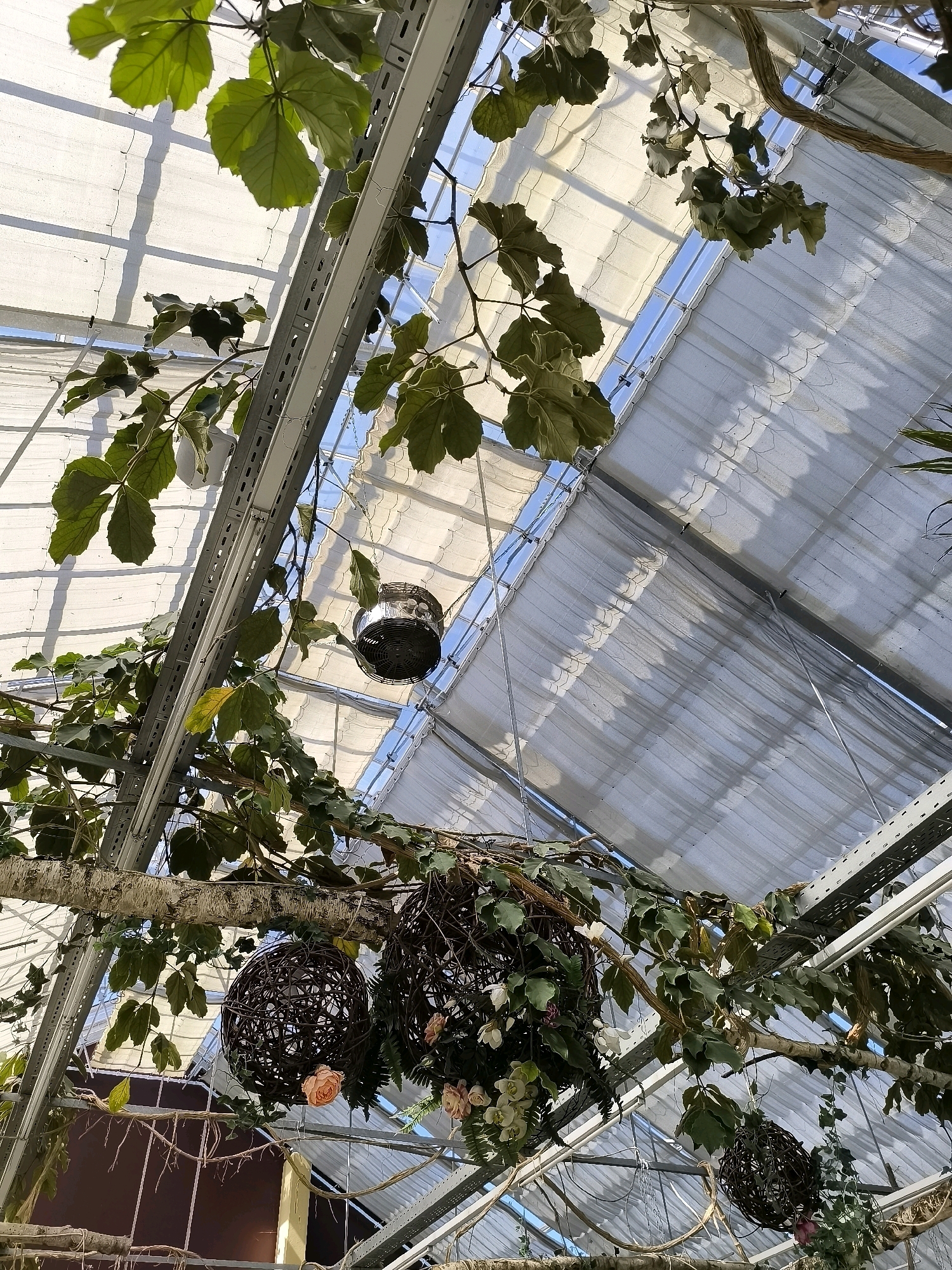 A low-angle shot looking up at the interior of a greenhouse with a translucent roof. Green foliage from hanging plants drapes down from branches and vines. The roof is made of corrugated metal panels and translucent sheeting, allowing light to filter through. Some of the panels are illuminated by sunlight, casting shadows on the sheeting. In the middle of the frame, a silver fan is suspended from the ceiling. Two decorative, spherical hanging baskets made of interwoven branches are visible, one on the left adorned with light pink roses and white flowers, and another on the right with similar floral embellishments. The greenhouse structure is visible, with metal beams and supports. The scene is static and no people are present.