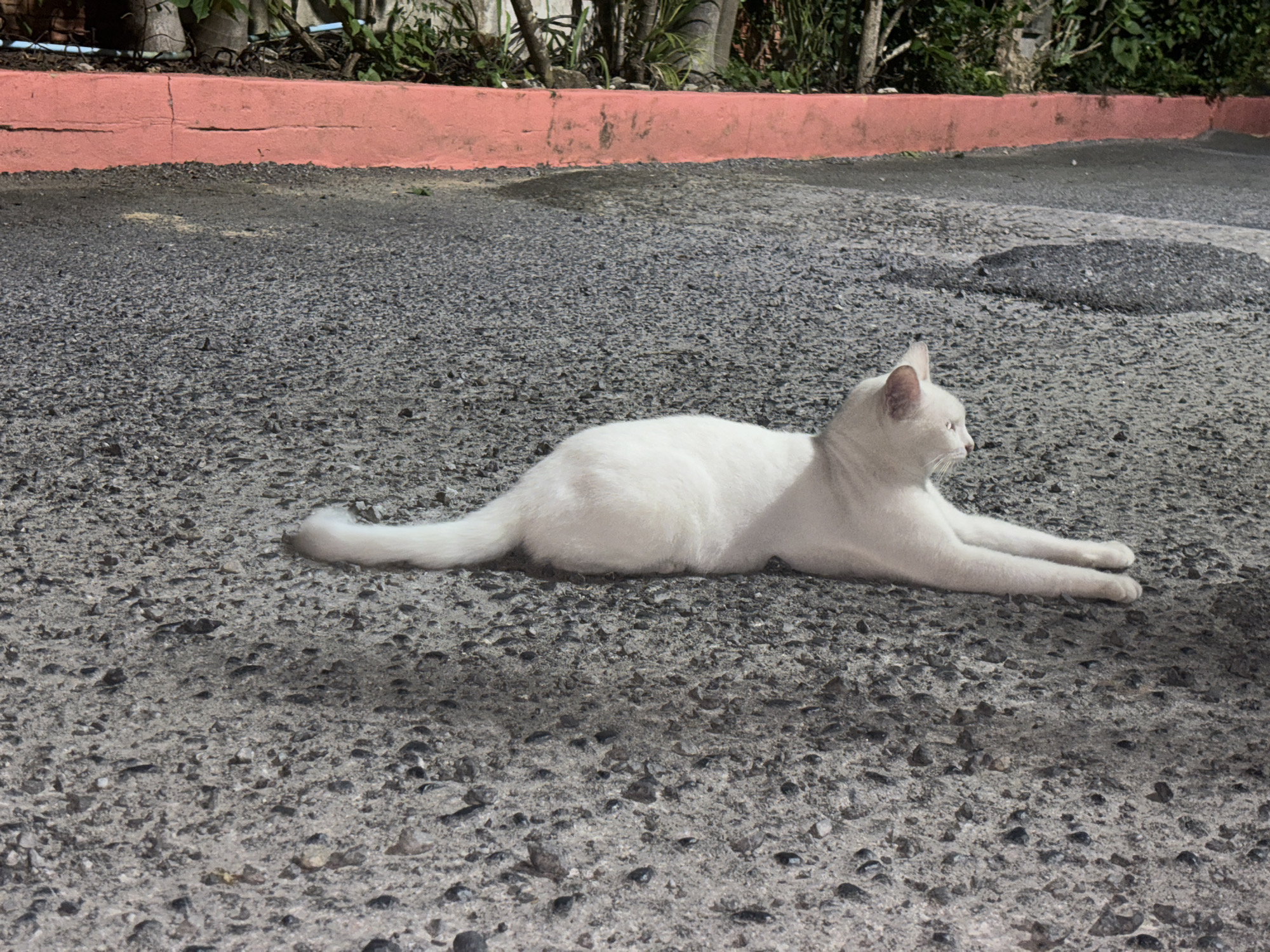A white cat is lying stretched out on a grey asphalt surface. Behind the cat, there is a low, coral-pink painted wall or curb, with green foliage and trees visible beyond it. The scene appears to be outdoors, likely in a public area or street in Chalong, Thailand. The lighting suggests it is daytime, with shadows cast on the asphalt. The cat is the primary subject, positioned horizontally in the middle of the frame, facing to the right. The composition is a medium shot, capturing the cat and its immediate surroundings.