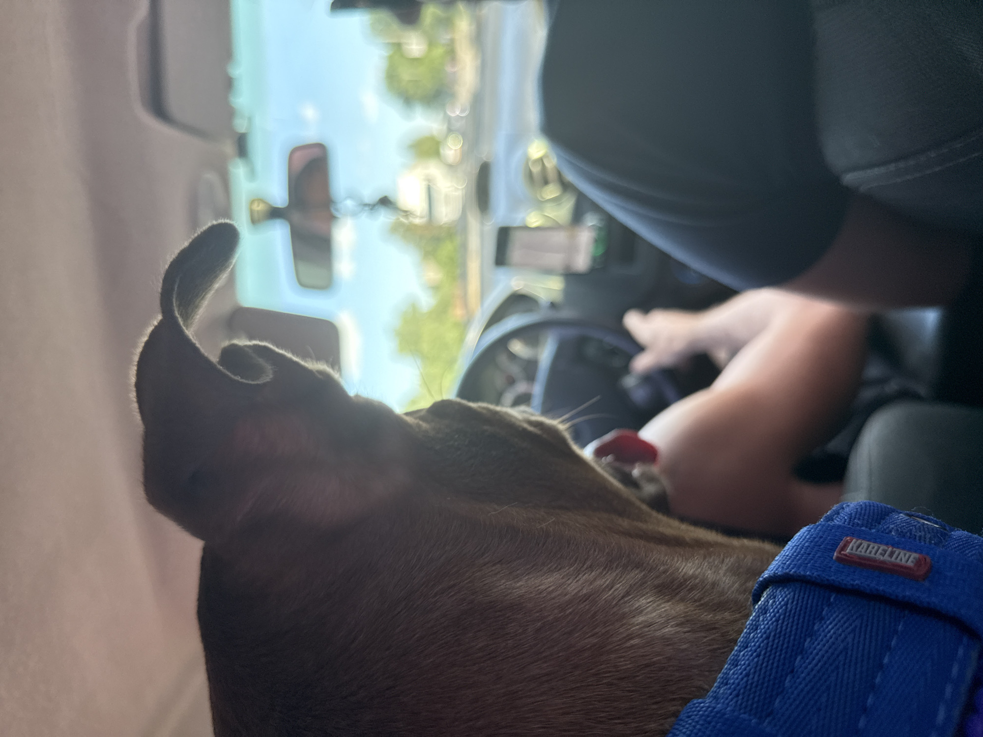 An indoor close-up shot shows the head and ears of a brown dog facing to the left. The dog is looking out a car window, as evidenced by the rearview mirror visible in the background and a steering wheel on the left side of the frame. The dog's tongue is slightly visible. In the foreground, a blue strap with a red and white tag is visible. The background is blurred, showing green trees and a bright blue sky, suggesting the car is in motion. The scene is consistent with being in a vehicle on a road. The image does not contain specific landmarks that would allow for precise location identification within Velykodolynske, Ukraine.