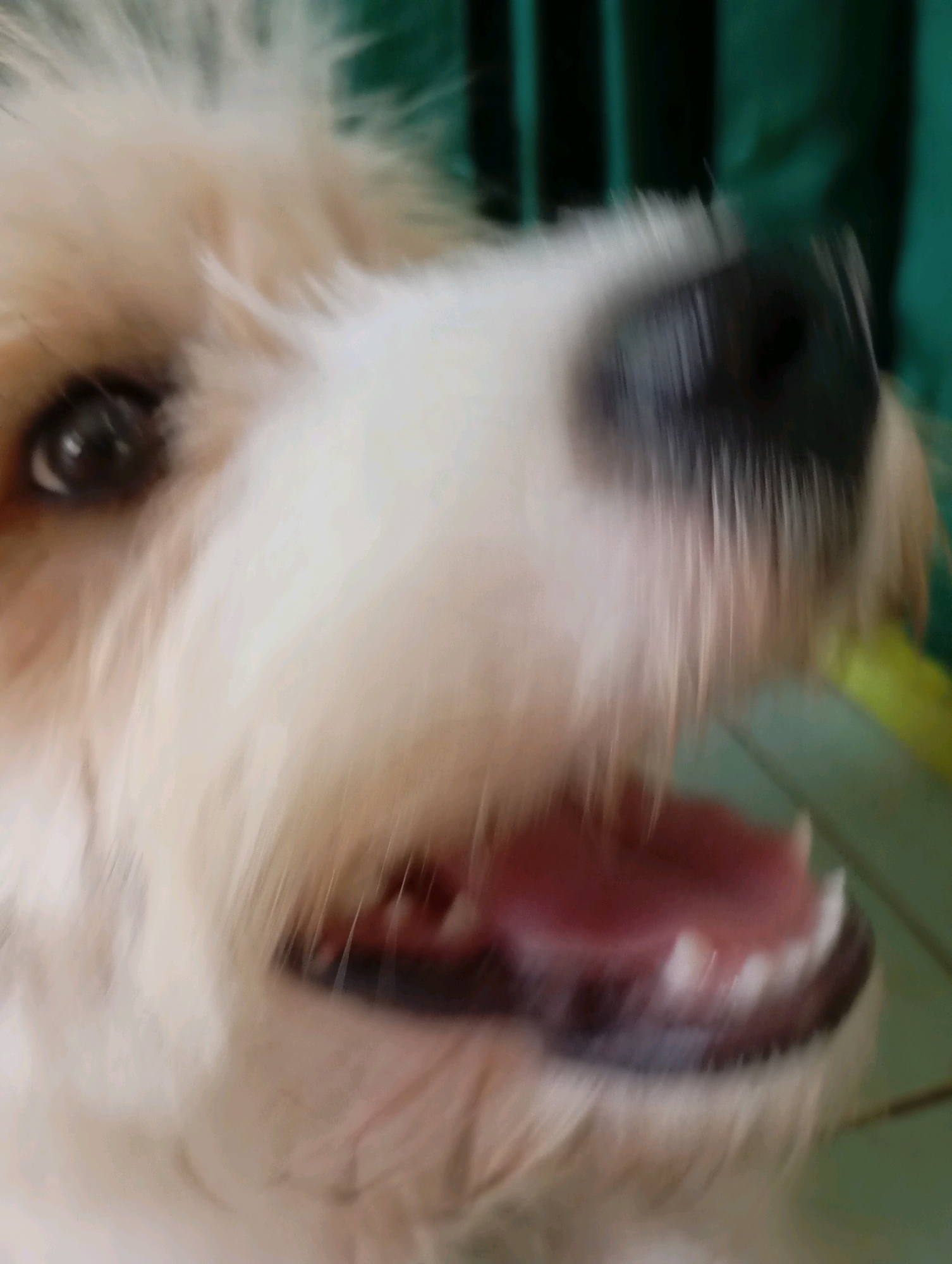 The image is a close-up, blurry, and high-angle shot of a dog's face. The dog has light-colored fur, a dark nose, and an open mouth with visible teeth and pink gums. The background is out of focus and appears to be an indoor setting with a green curtain or wall. There are no people or specific locations in Balikpapan, Indonesia visible in the image.