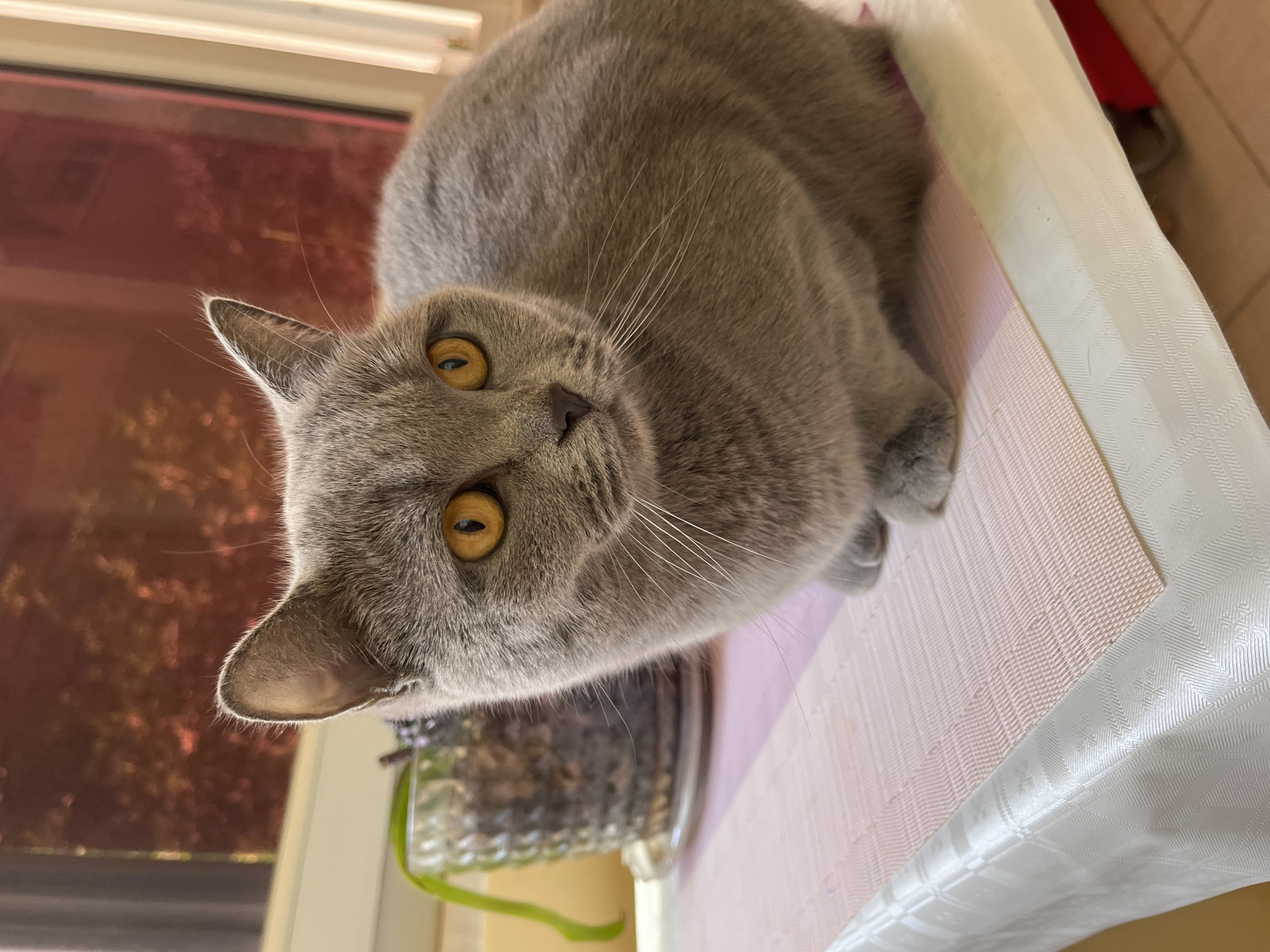 A gray, short-haired cat with yellow eyes is lying on a white table. The cat is positioned near a window with a reddish tint. A clear glass container holding a dark substance, possibly dirt and plants, is visible next to the table. The location is Alanya, Turkey.