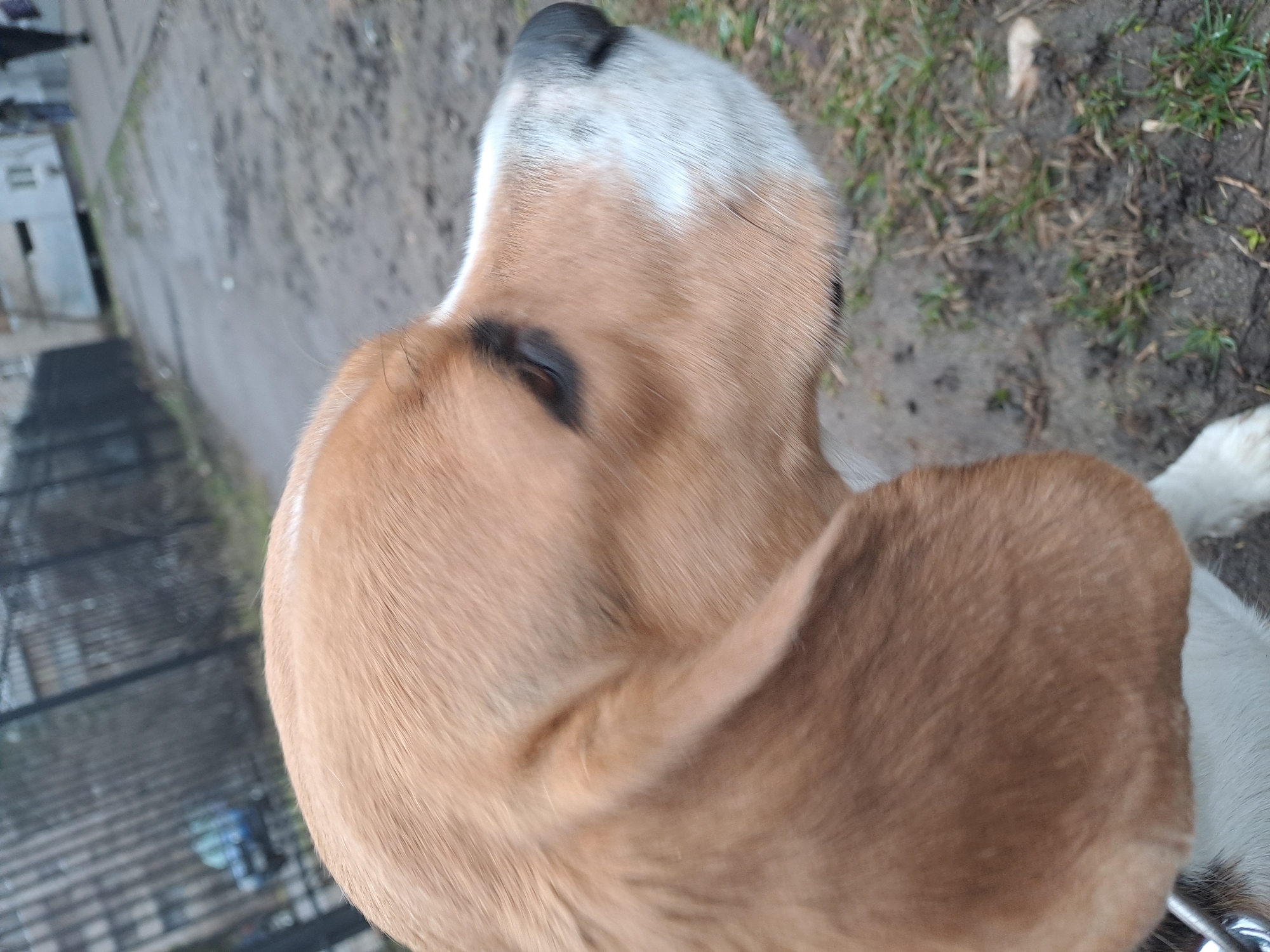 A close-up, tilted, high-angle shot focuses on the head of a dog, likely a Beagle, with brown ears, a white muzzle, and a black nose. The dog's left eye is visible. The dog appears to be outdoors, as the background shows grass, dirt, and a sidewalk. In the distance, a gray building and a black metal fence are visible, suggesting a city environment. Based on the appearance of the buildings and street elements, the photograph was likely taken in a residential area, possibly in Elektrostal, Russia.