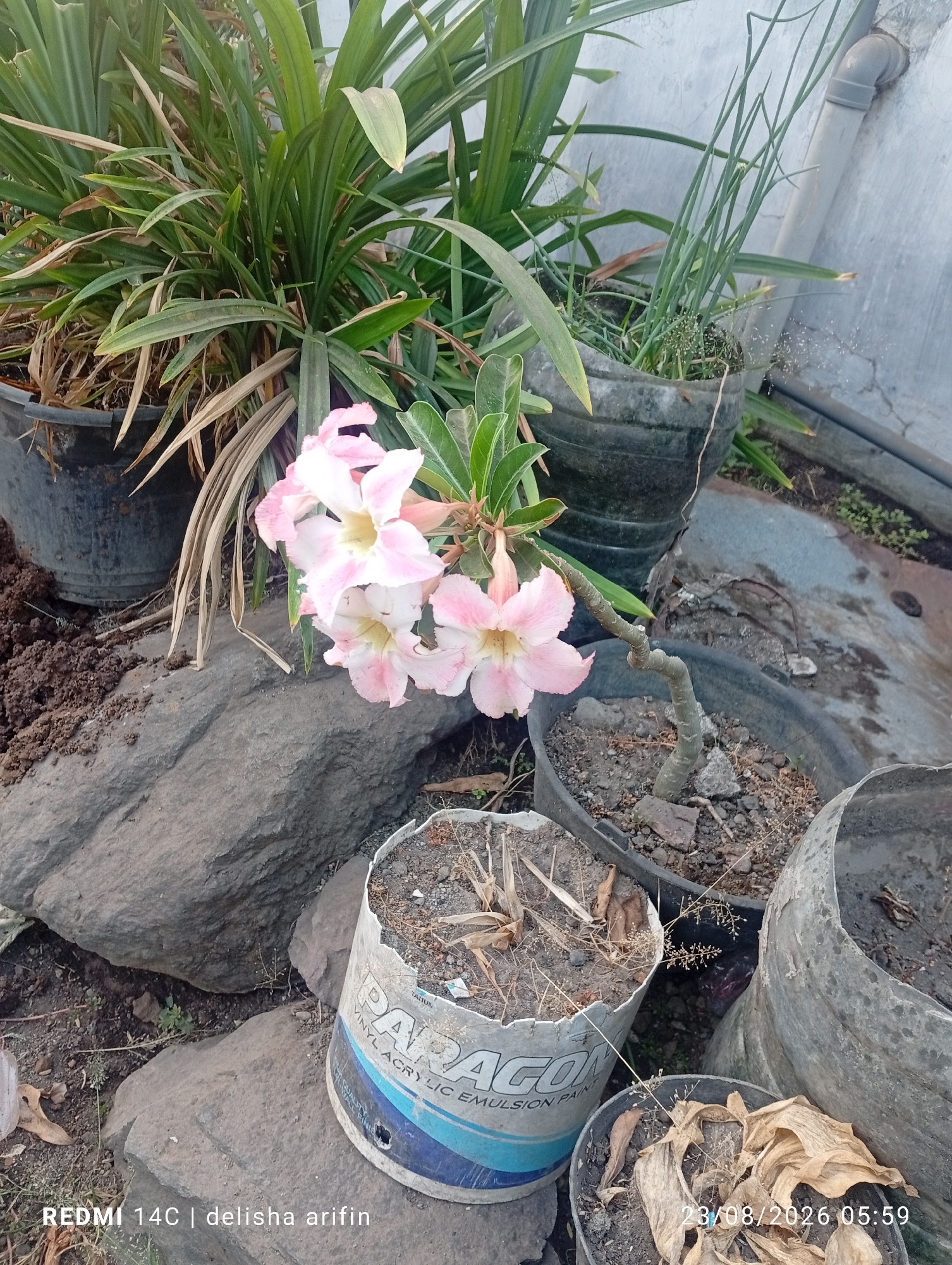 In Jati Gunting, Indonesia, a close-up shot captures a small collection of potted plants in an outdoor setting. A cluster of light pink desert rose flowers, with delicate yellow centers, is the prominent subject, gracefully arching from a pot on the right. Surrounding them are several other plants, including a large, leafy green plant in a dark pot to the left, and a pot of thin, grass-like green stalks to the upper right. The plants are situated amongst weathered rocks and various repurposed containers serving as planters, including a white and blue cylindrical container with faded paint. The ground is a mix of soil and debris, with dry leaves scattered around. The background reveals a textured, light-colored wall, possibly a building exterior, and a gray pipe running along it. The image is dated "23/08/2026 05:59".