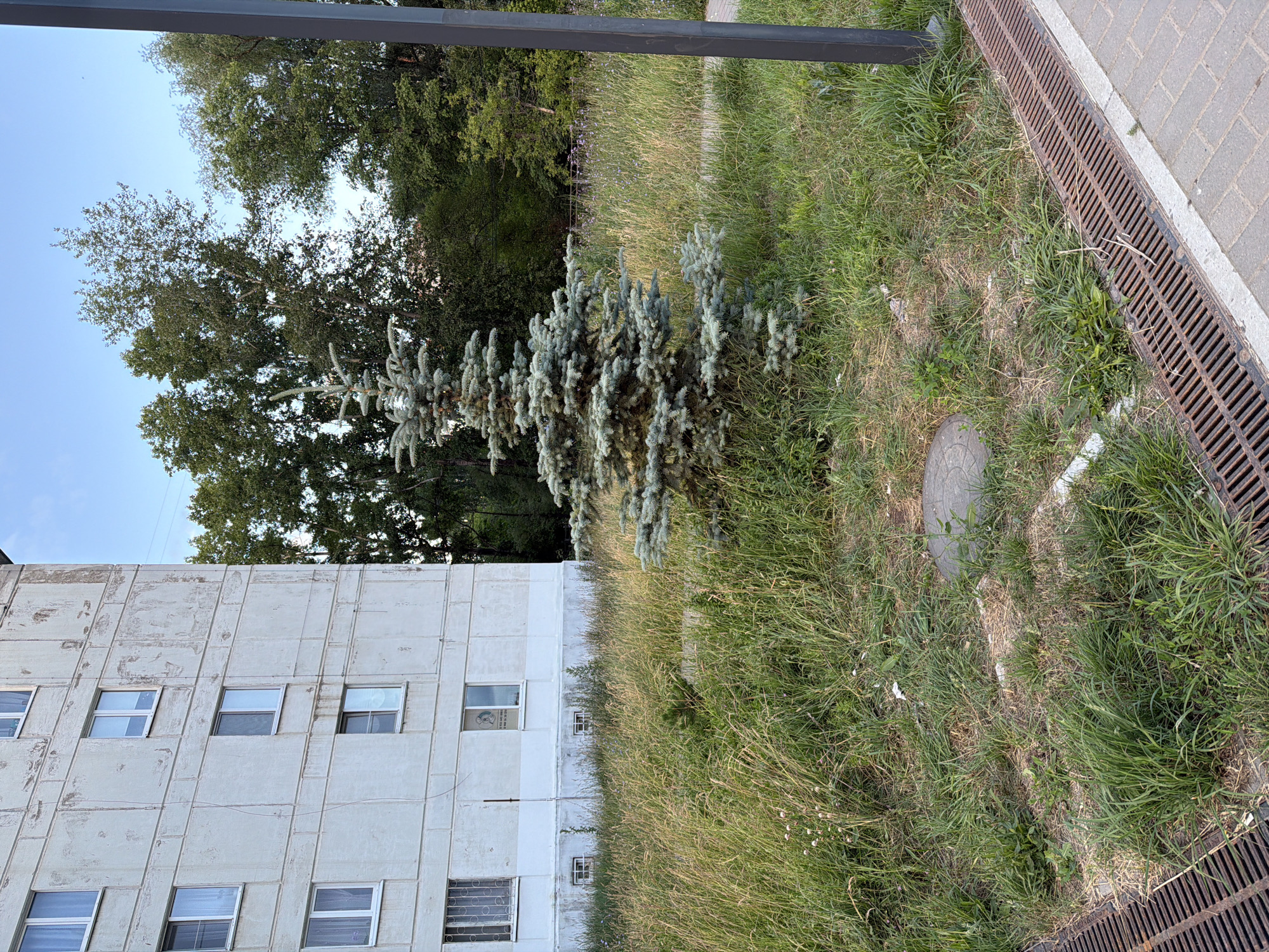 The image depicts a residential building in Chaikovsky, Russia, with a small fir tree and overgrown grass in front. The building, likely an apartment block, has a light-colored, textured facade with multiple windows. The grass is tall and unkempt, interspersed with dry patches and small weeds. A metal grate and a circular manhole cover are visible on the ground near the building. Behind the building, a dense line of trees creates a backdrop against a clear blue sky. The scene appears to be a typical urban residential area, possibly a courtyard or park. No people are present in the image.