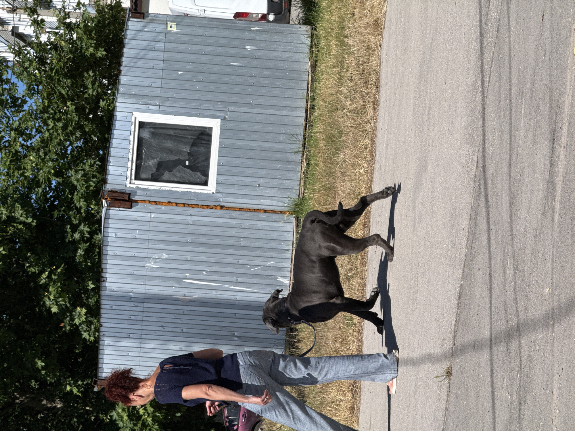A full-body, outdoor, medium shot captures a woman walking her black dog on a paved path in front of a corrugated metal building. The woman, on the left, has red hair pulled back and wears a dark blue short-sleeved top and light blue denim pants. The dog, to the right of the woman, is a dark-colored breed, possibly a pit bull or similar, with a dark collar and leash. The building behind them is silver with a single white-framed window covered with black material. Dry grass and weeds line the ground between the path and the building. Trees with green leaves are visible above the building. The scene is illuminated by bright sunlight, casting shadows on the ground.