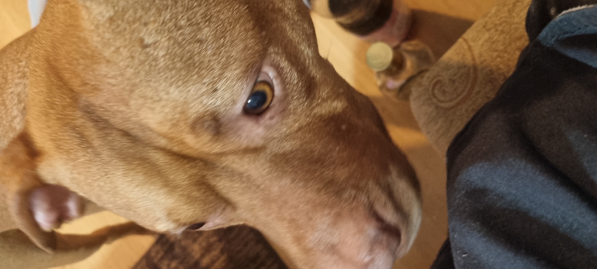 A close-up photograph focuses on the head and face of a light brown dog with short fur. The dog's eye, visible in the upper right quadrant, is a mix of brown and amber hues. To the right of the dog's face, part of a person's leg covered in dark fabric is visible. In the background, there are a few small jars or containers. The setting is an indoor environment.