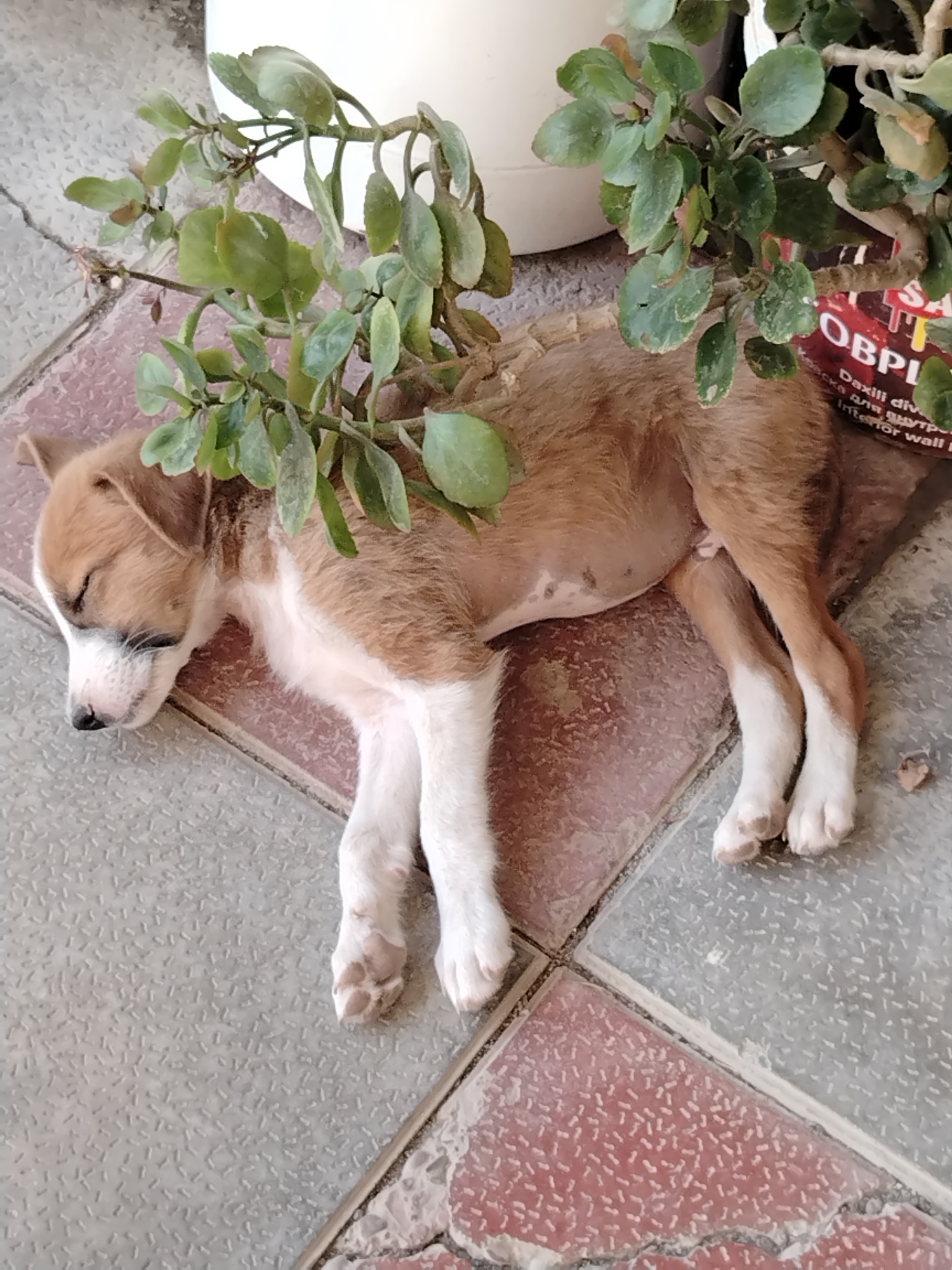 A light brown and white puppy is sleeping on a tiled surface. The puppy is lying on its side, with its head resting on its paws and its eyes closed. Green leaves from a nearby plant are draped over the puppy's back. The tiled surface appears to be outdoors, with some debris visible on the ground. The scene is likely located in Qozlubulaq, Azerbaijan.