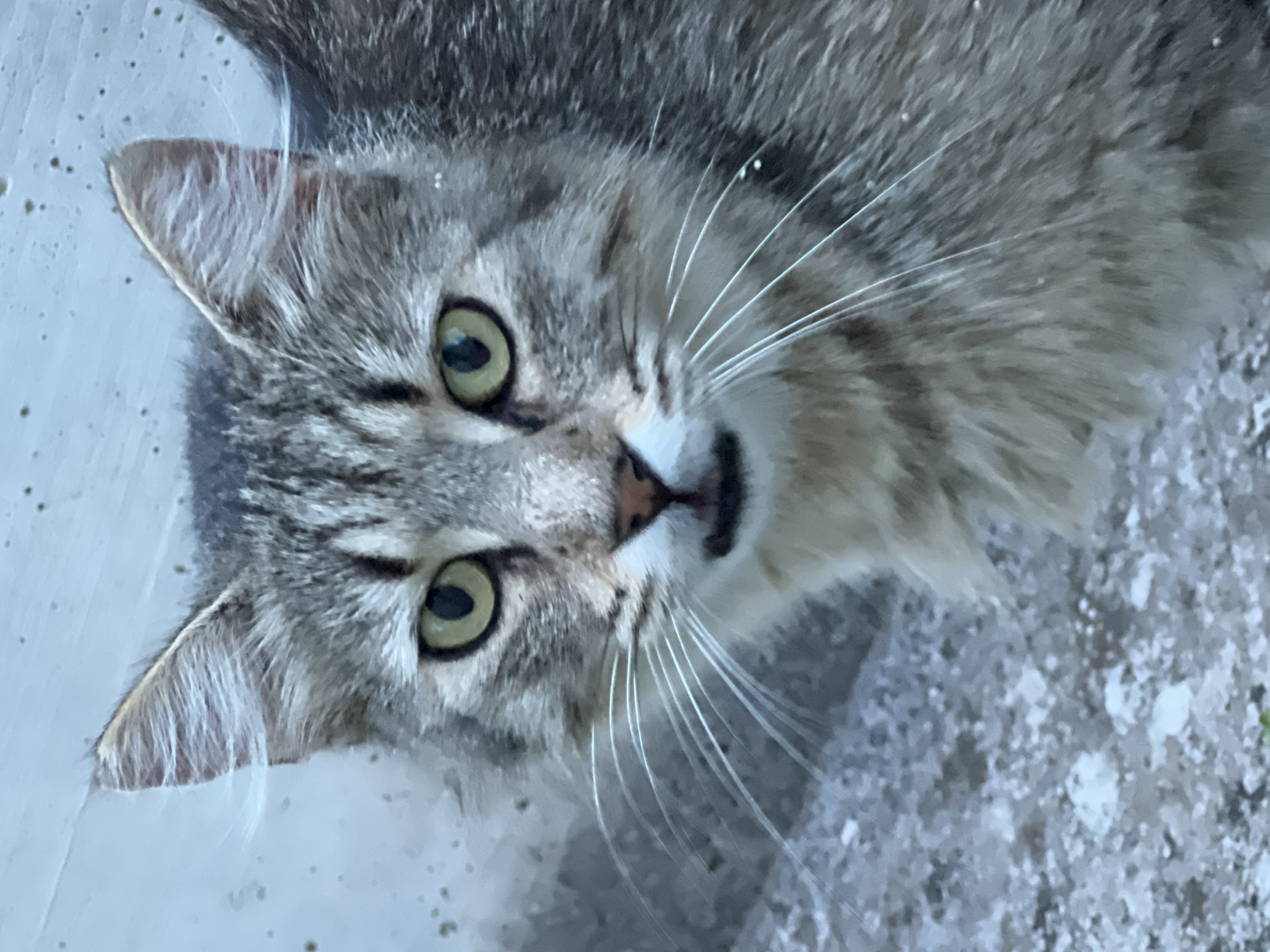 A medium shot of a gray tabby cat's face is captured from a low angle, looking directly at the camera. The cat has piercing green eyes, prominent white whiskers that fan out from its muzzle, and visible pink nostrils. Its fur is a mix of gray and black stripes, with some lighter fur around its mouth and chin. The background is out of focus, showing a textured, light blue surface on the top and a rough, gray ground surface at the bottom. The image was taken outdoors, likely in an urban environment.