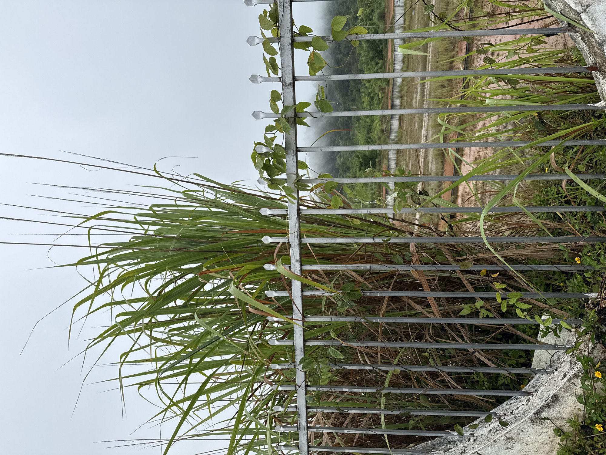 The image depicts a close-up view of a metal fence with pointed finials, which appears to be a property boundary. Lush green grass and tall reeds grow densely behind and around the fence. Several vines with heart-shaped leaves are intertwined with the fence, some bearing small droplets of water, suggesting recent rain or dew. In the foreground, a section of a weathered concrete structure is visible on the left. Beyond the fence, the background shows a landscape with rolling hills covered in green vegetation, partially obscured by mist or clouds. A cleared area with reddish-brown soil and some structures is also visible further in the distance. The sky is overcast with a pale gray hue. This scene is likely located in a rural or semi-rural area within the city of Bo Y, Vietnam, possibly on the outskirts or in a developing zone, given the combination of natural growth and undeveloped land. There are no people or animals present in the image.