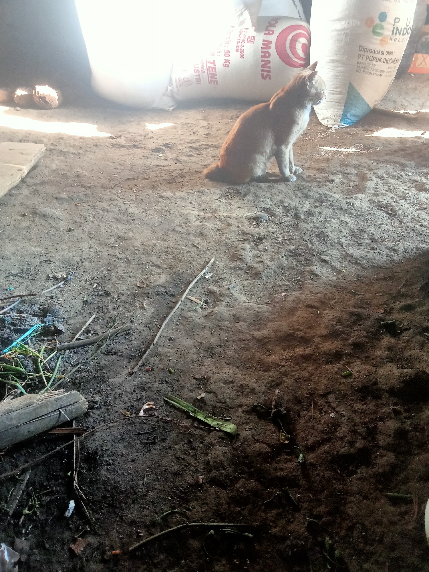 A ginger cat sits on a dirt floor, looking to the right. Behind the cat are two large sacks. The sack on the left has red writing that reads "BOLA MANIS" and "TEN". The sack on the right has blue and white writing that reads "PU INDO". The ground is a mixture of dirt and debris. There are some plants and sticks on the ground. The scene appears to be outdoors, possibly in a rural area. The location is a warehouse or storage area in Tanggaran, Indonesia.