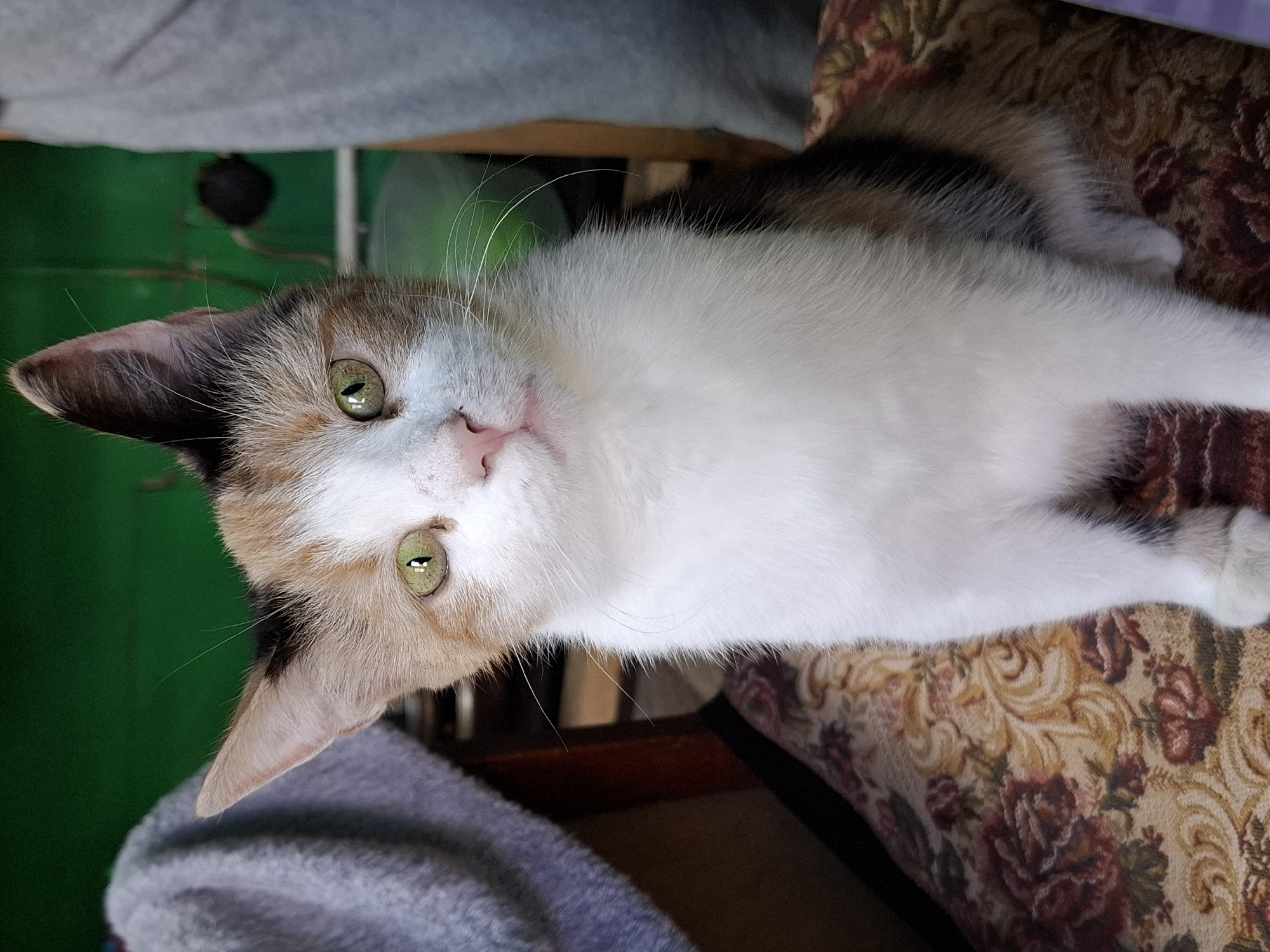 A calico cat with green eyes and white, orange, and black markings sits on a floral patterned chair in front of a green background. The cat's head is tilted slightly, and it is looking directly at the camera. To the left of the cat, a gray blanket is draped over an object. To the right of the cat, a gray fabric is visible. The environment appears to be indoors, possibly a room or a covered outdoor space.