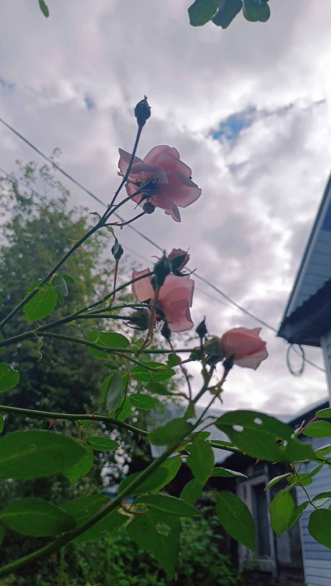 A close-up, low-angle shot captures several light pink rose blooms and buds on a thorny stem, silhouetted against a cloudy sky. The foliage is lush green, with some leaves showing small holes. In the background, out of focus, is the corner of a light blue building with a white trim, and dense green trees. The image appears to be taken outdoors in a residential area, possibly a garden, with a utility wire visible against the sky. The specific location is not identifiable from the image content alone, and therefore, the claim that the location is Karsha, Russia, cannot be verified.