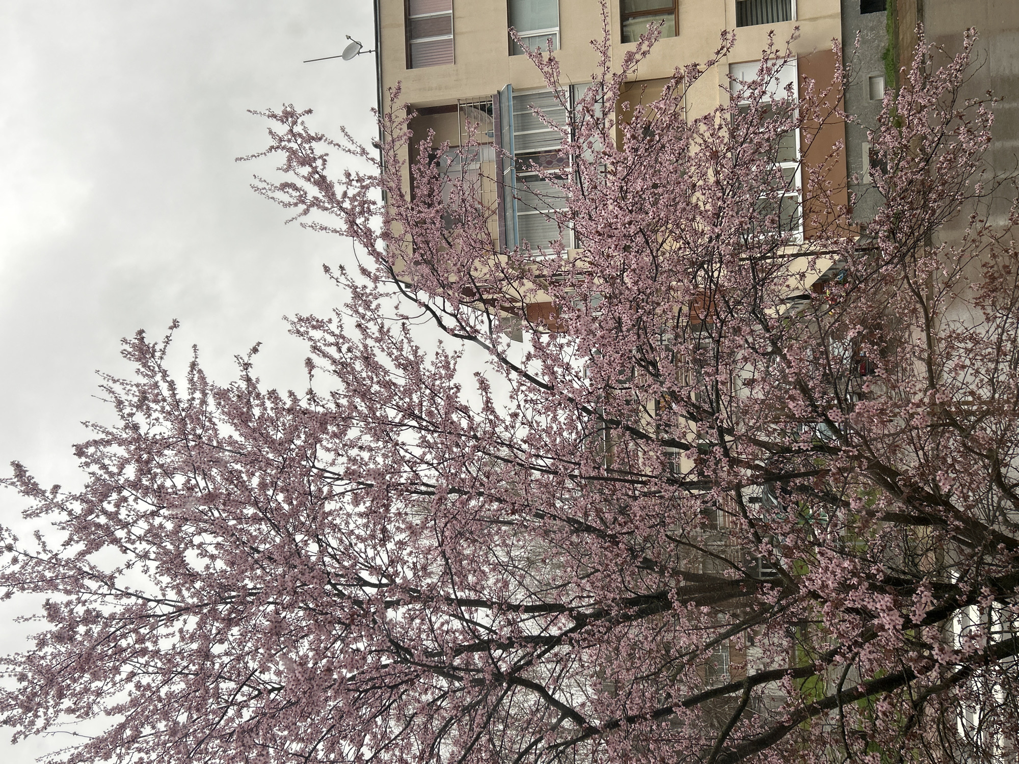 The image shows a tree with pink blossoms in front of an apartment building in Zlatograd, Bulgaria. The building is light brown, with several windows. A satellite dish is affixed to the building near the top. The sky is overcast.