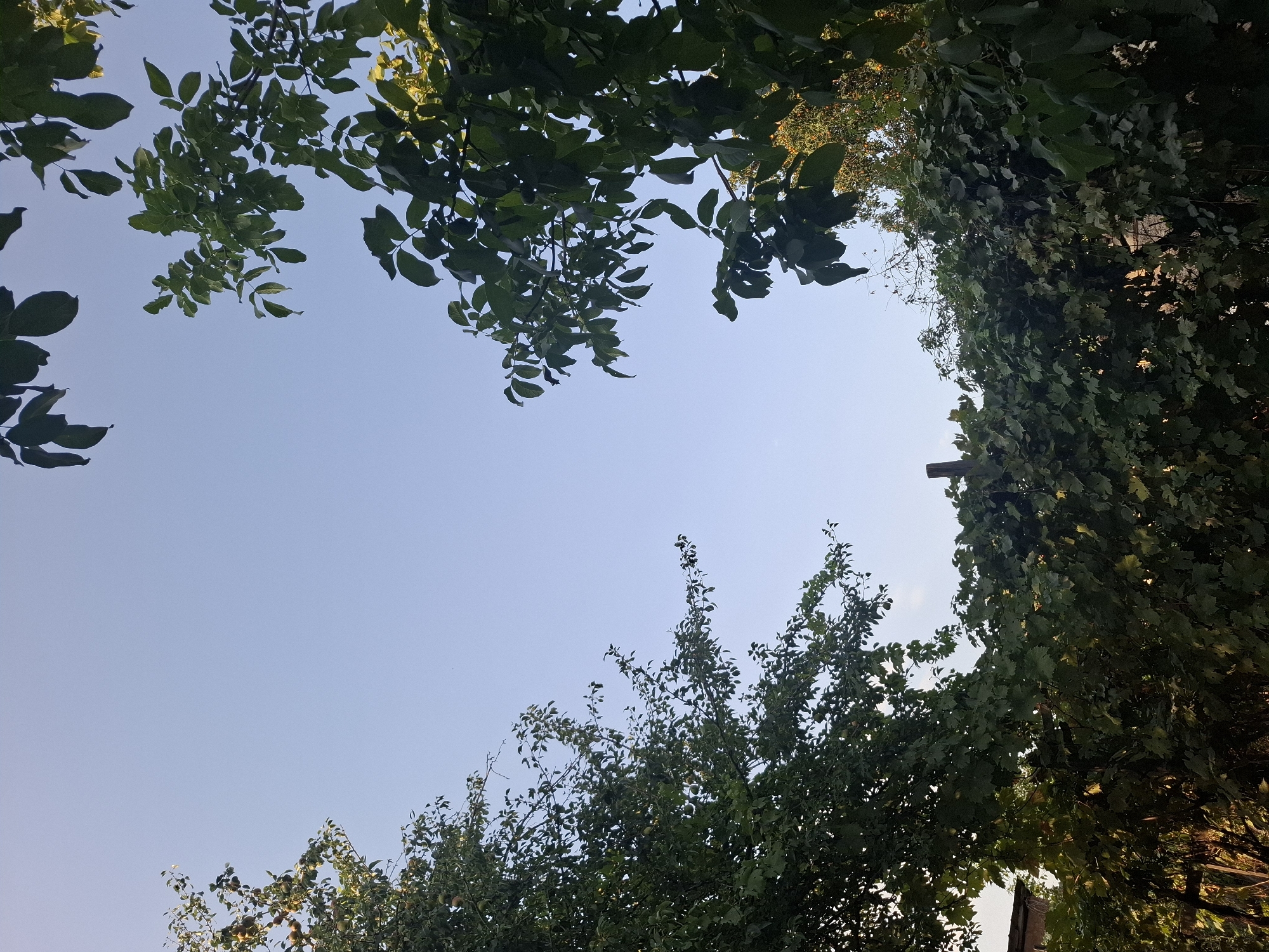 This is a low-angle, vertical outdoor photograph capturing a clear, pale blue sky with lush green foliage silhouetted against it. The foliage appears to be from trees and possibly vines, with leaves of various shapes and sizes. The image is divided by the vegetation, with a significant portion of the sky visible in the upper half and the dense greenery occupying the lower half and extending into the sides. A wooden post is visible towards the center-right of the frame, emerging from the dense foliage. The lighting suggests it is daytime, possibly late afternoon given the angle of the sun, which is not directly visible but casts a warm glow on some of the leaves, particularly in the lower right portion of the frame. No people or specific structures within the city of Almaty, Kazakhstan are clearly identifiable, beyond the general presence of vegetation that could be found in a park, garden, or residential area.