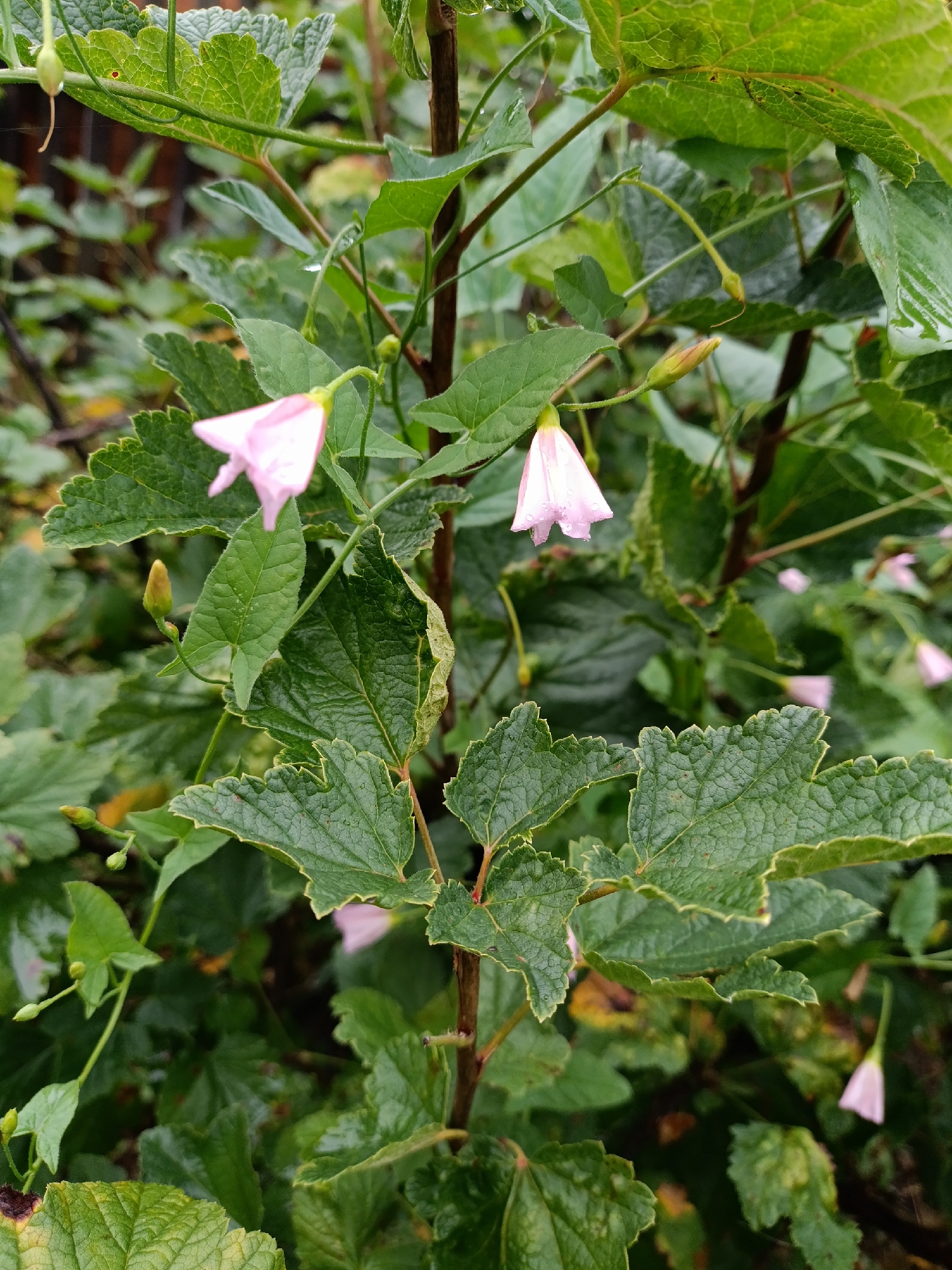 This is a close-up, eye-level, outdoor, full shot of a flowering plant with green leaves and pink flowers. The plant has a brown stem and is covered in water droplets, suggesting recent rain or dew. Several pink, bell-shaped flowers are visible, some in focus and others out of focus in the background. The leaves are large, deeply lobed, and have serrated edges. The background consists of more greenery, also out of focus. The image appears to be taken in a garden or natural setting. There are no people or animals present in the image. The location is not specified within the image itself, but if it were in Yasnaya Polyana, Russia, it would likely be in the grounds of the Yasnaya Polyana Museum-Estate, perhaps in its extensive gardens which are known for their natural beauty and historical significance.