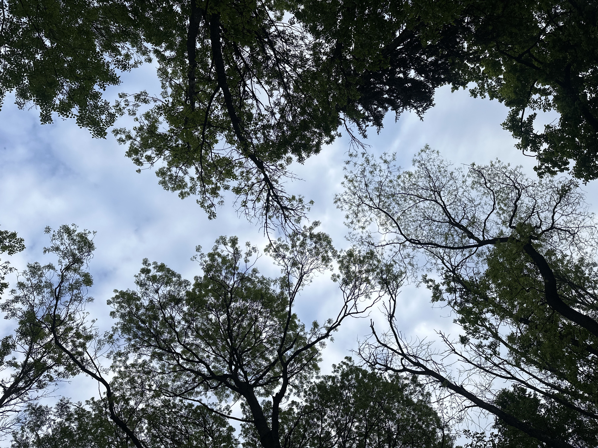 The image presents a view looking up through the tree canopy towards a cloudy sky. The trees are silhouetted against the sky, with varying densities of leaves visible. The sky features a mix of blue patches and white clouds, creating a dynamic pattern. The location is not identifiable as the city of Sofia, Bulgaria, from the given image.