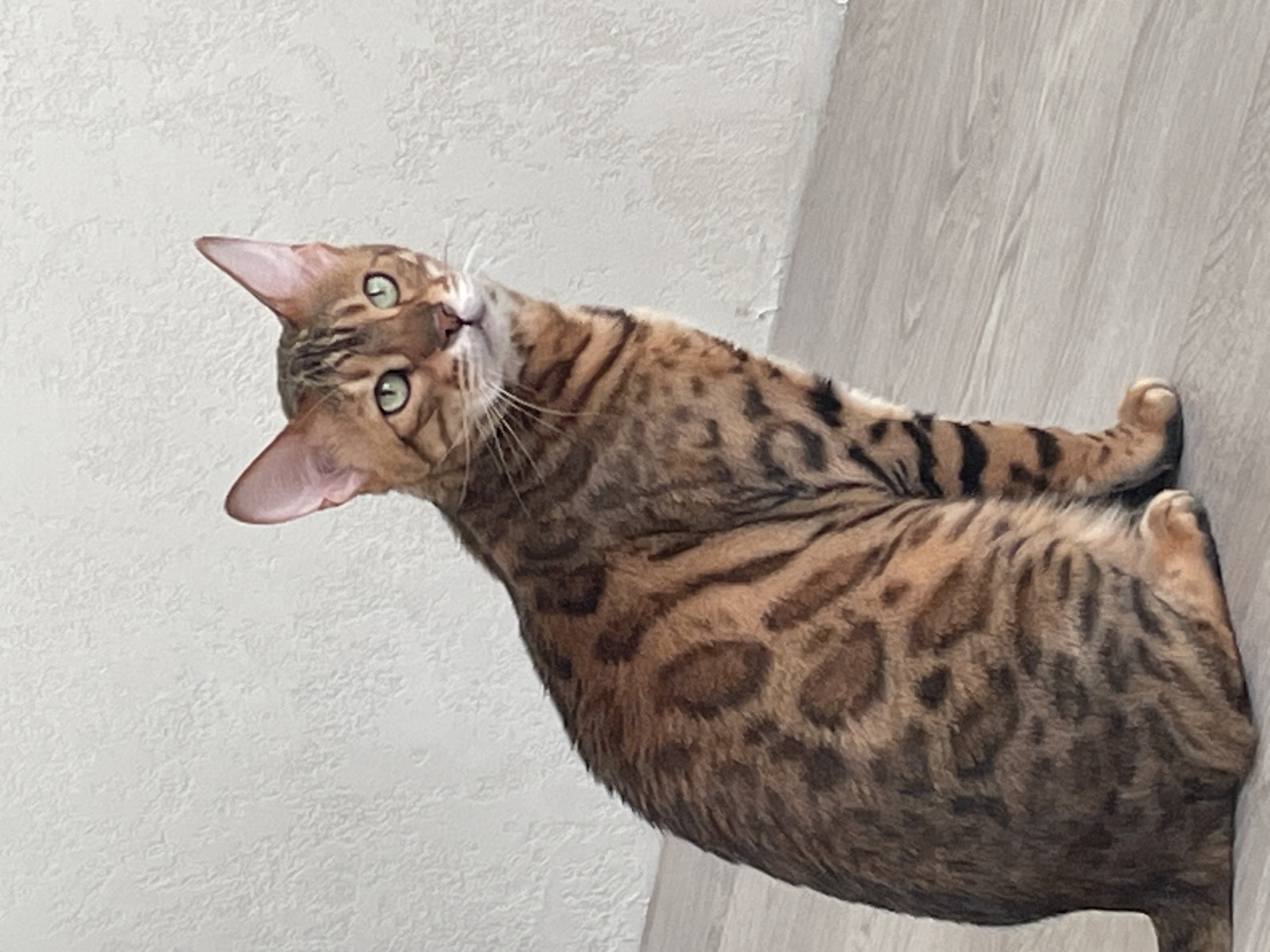 A Bengal cat with a brown spotted coat and green eyes sits on a light-colored wooden floor, facing right. The cat's left side is visible, showing its patterned fur, pointed ears, and a slight turn of its head. The background consists of a textured white wall. The lighting is even and appears to be natural, casting no harsh shadows. The image is cropped to focus on the cat and its immediate surroundings.