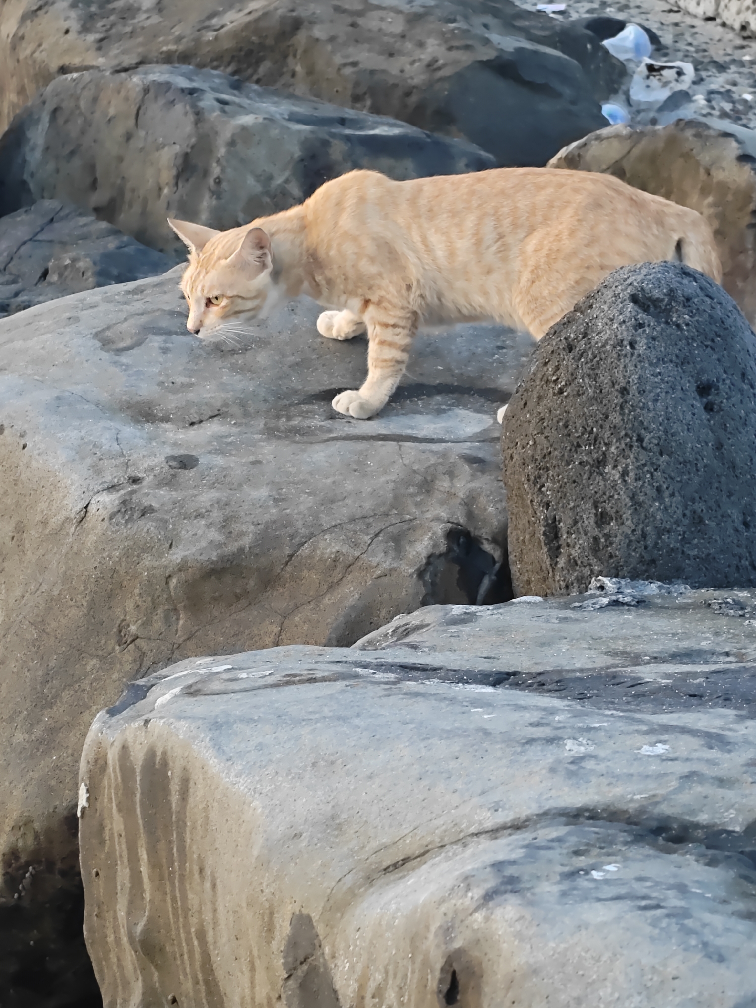 The image depicts an orange tabby cat walking on large gray rocks. The cat has yellow eyes and is looking down. The background consists of more rocks and some litter. The location is Lhokseumawe, Indonesia.