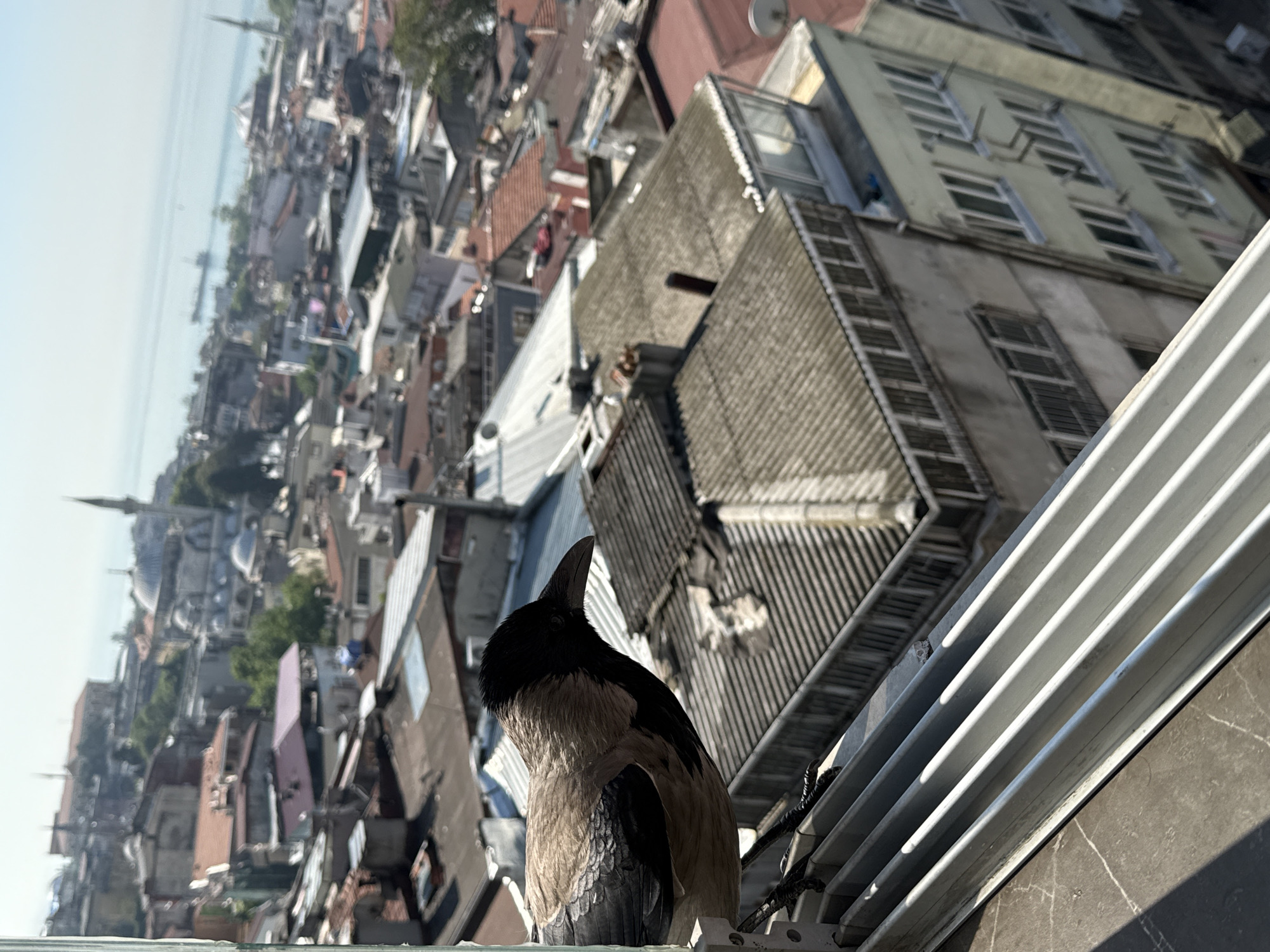 The photograph depicts a Hooded Crow perched on a metal balcony rail, overlooking a dense urban landscape. In the background, numerous buildings with varied roof types and architectural styles are visible, along with a distant body of water or coastline. A structure resembling a minaret is discernible among the buildings. The crow's plumage is a mix of black and light gray.