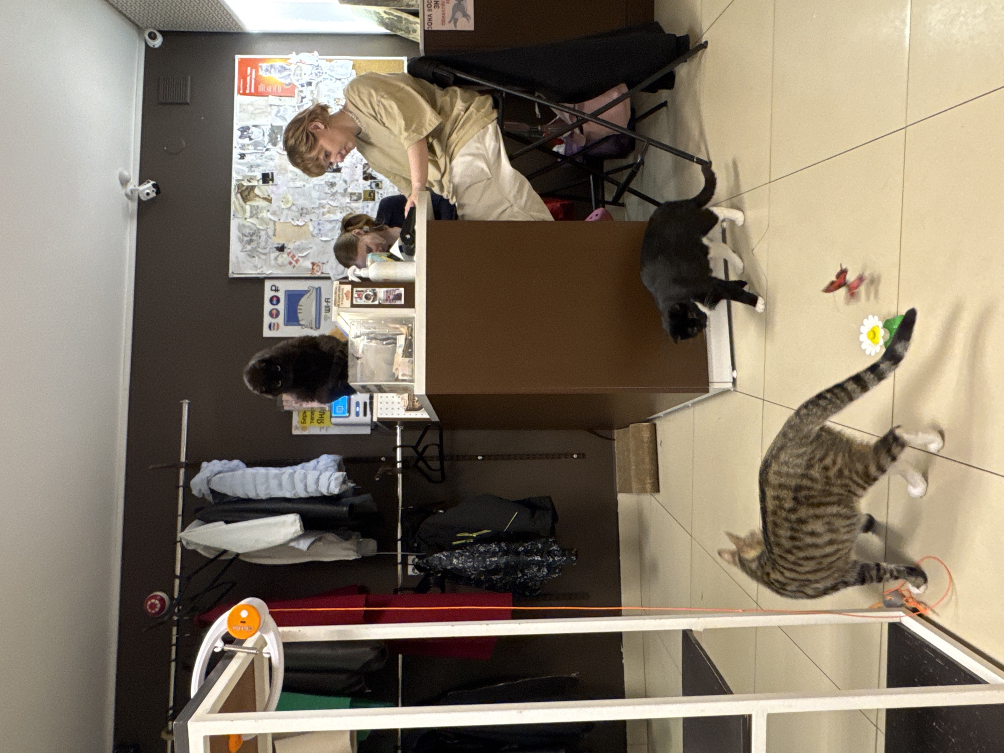 The image captures an indoor scene in Saint Petersburg, Russia. Two individuals are visible behind a counter with a brown exterior. One person, with short blonde hair and wearing a tan shirt, is leaning over the counter. The second person is partially obscured. Several cats are present in the scene: one is dark in color and positioned near the counter, while a tabby cat is in motion near the floor, playing with a toy or object. A rack filled with various clothing items is located next to the counter. A white shelf structure is visible in the foreground. The location contains stickers on the wall behind the counter.
