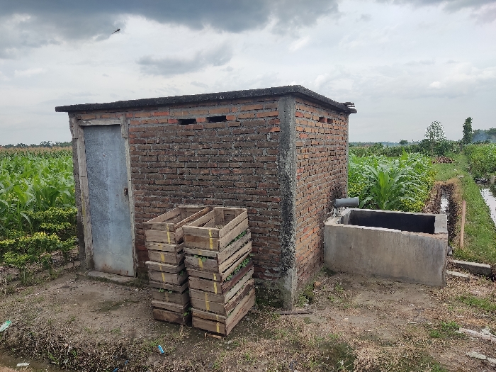 The image captures an outdoor rural scene, likely an agricultural area in Badas, Indonesia, under an overcast sky. In the foreground to mid-ground, a simple, weathered brick shed with a flat roof stands prominently. The shed features a single, faded grey metal door and small rectangular ventilation openings near the top of its right wall.

Adjacent to the shed, on its right side, is a rectangular concrete water trough or tank, from which a grey pipe extends from the shed's wall. To the left of the shed's door, two stacks of wooden crates are visible, some containing small green plants, suggesting their use for seedlings, harvesting, or transporting produce.

The immediate ground around the shed is dirt and sparse dry grass. Surrounding the structure are extensive fields of tall, green plants, which appear to be corn or similar crops, indicating an active farming environment. Smaller, bushy green plants are visible in the immediate foreground near the shed.

To the far right, a narrow irrigation ditch or pathway runs alongside the field. The background features more cultivated fields, distant trees, and a hazy horizon, all under a heavily clouded, grey sky. No people are present, and there is no visible text. The overall scene depicts a functional and practical farming setup on a cloudy day.