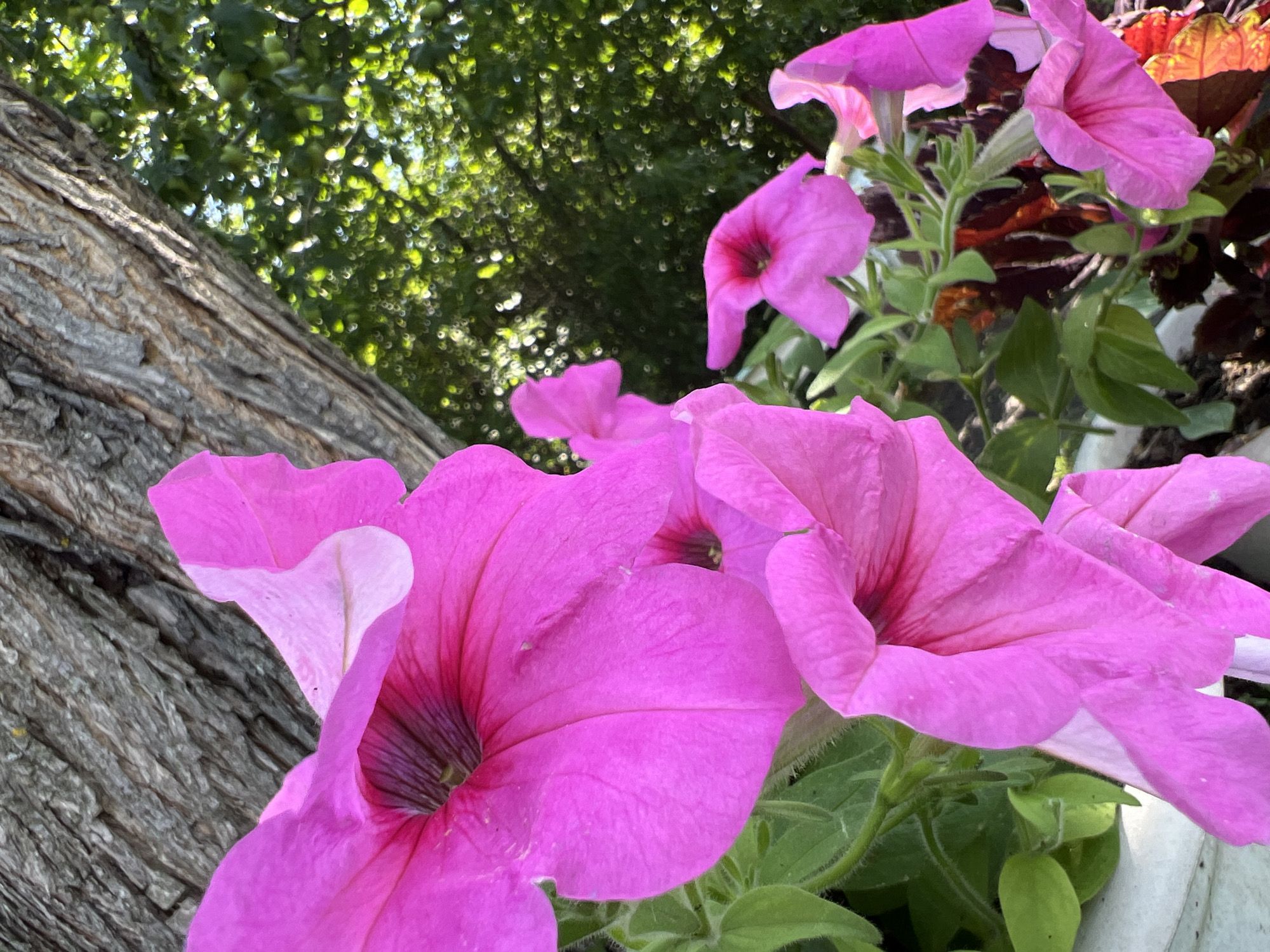 The image displays a close-up view of vibrant pink petunias in bloom, with their trumpet-shaped flowers dominating the foreground. The petals exhibit a delicate texture and a gradient of color, transitioning from a deep fuchsia at the center to a lighter pink at the edges. In the background, the rough, textured bark of a tree trunk is visible, running diagonally across the frame. Beyond the tree, a soft-focus background of lush green foliage suggests an outdoor setting, possibly a garden or park, bathed in dappled sunlight. The overall impression is one of natural beauty and vibrant floral life. The specific location in Khryashchevka, Russia, is not directly ascertainable from the visual information within the image itself.