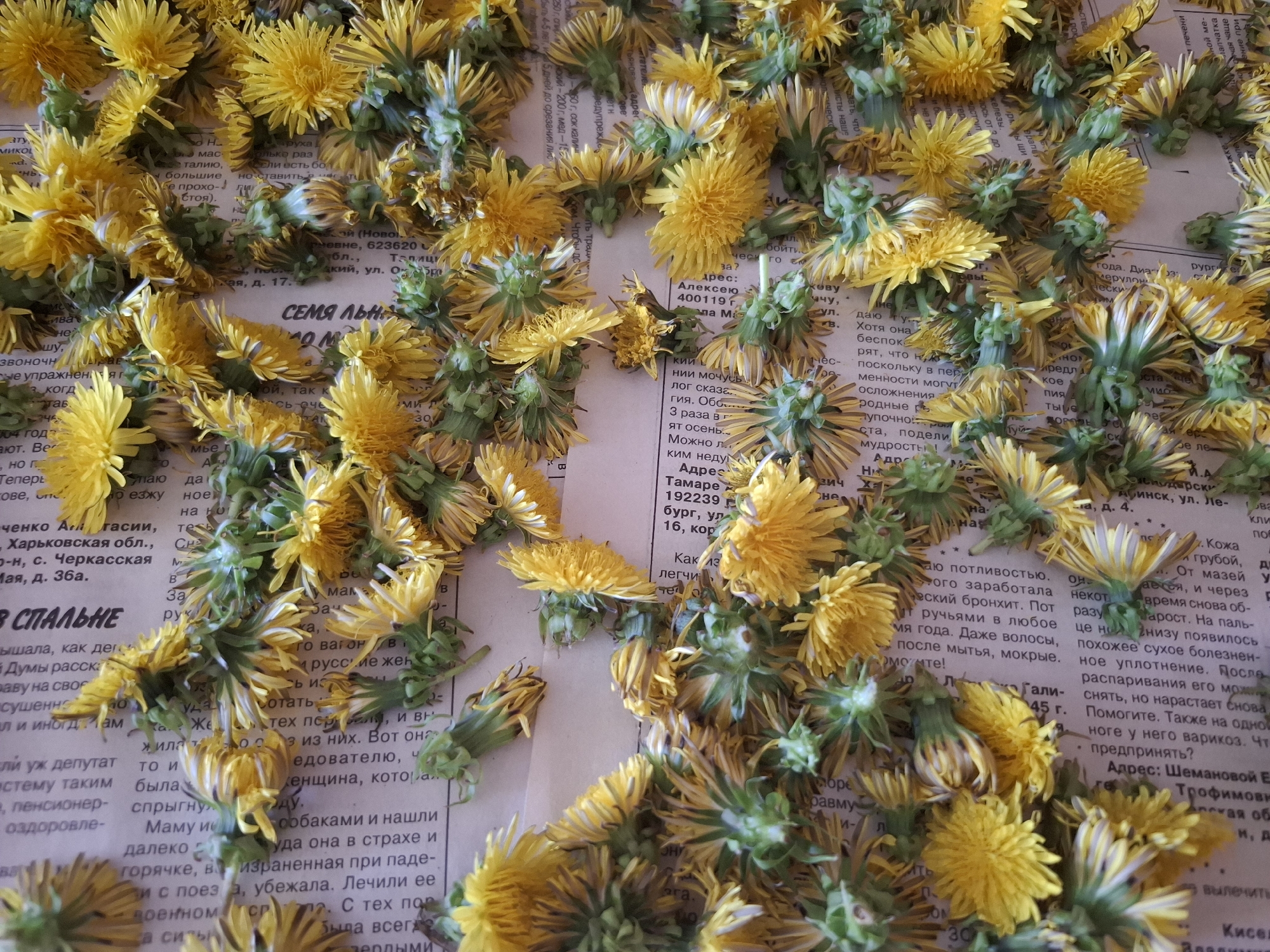 The image presents a flat lay of numerous yellow dandelion flowers scattered across a piece of newsprint in what appears to be a domestic setting. The newsprint features text in Cyrillic script, with portions mentioning addresses in cities like Novokovne, and details possibly relating to health or personal ads. Key text portions visible include "СЕМЯ ЛЬН" (flax seed), suggesting the newsprint may be a page from a paper or magazine related to health or gardening. The environment lacks distinct context clues to place the image specifically in Амзя, Russia, although text fragments relating to a "Агасии" (Agasii) and references to other addresses could be connected to the Russian-speaking world. The flowers are fresh, suggesting they were recently placed on the newsprint, possibly for drying or preservation. No people are visible in the image. The interaction focuses on the arrangement of natural objects (dandelions) on a surface of printed material.