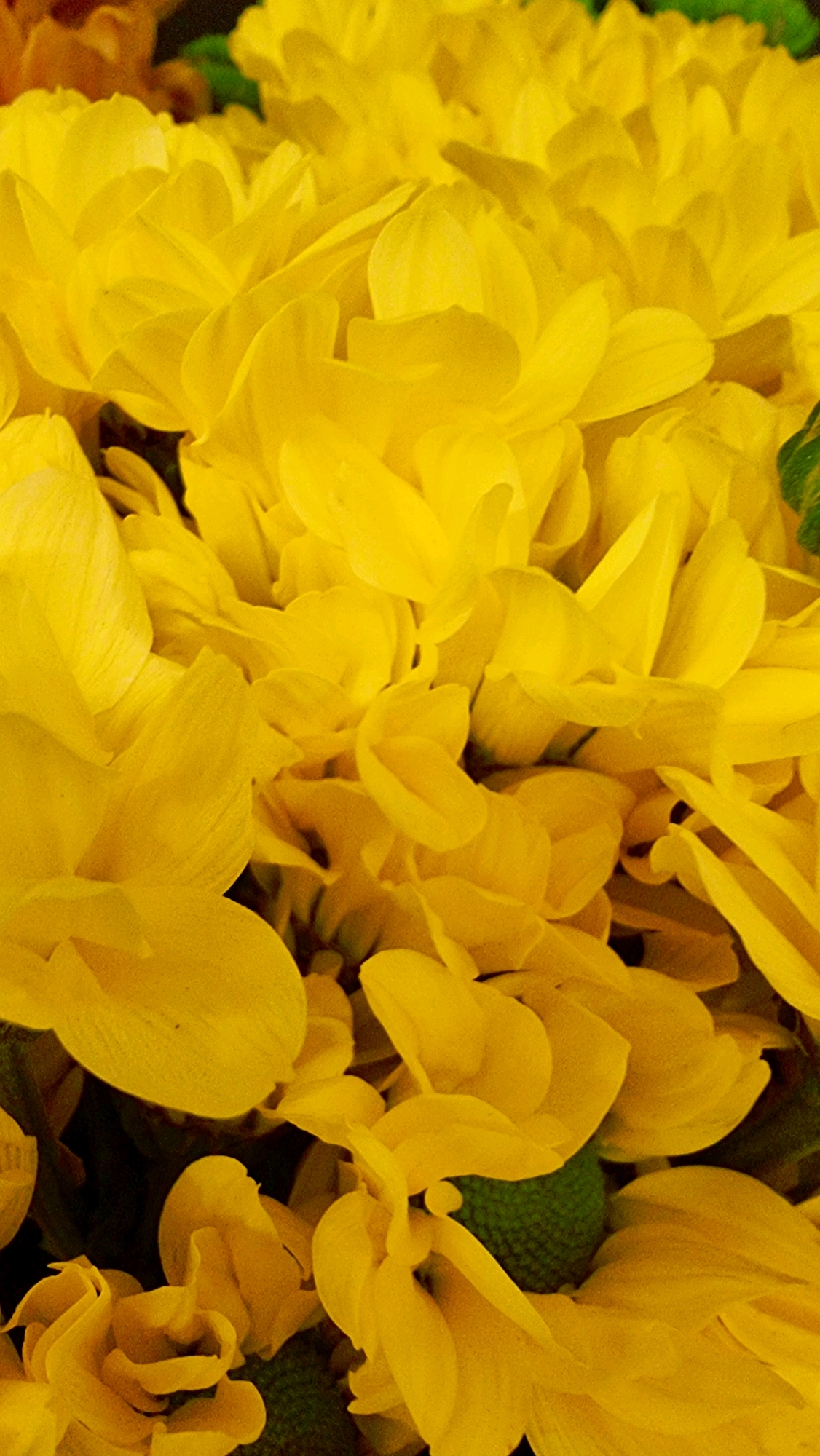 The image is a close-up, vertically oriented photograph of a dense cluster of bright yellow chrysanthemum flowers. The petals are delicate and layered, creating a soft, textured surface. Some of the flower centers are visible, appearing as small, bumpy green spheres. The lighting is bright, highlighting the vibrant yellow of the blooms and casting subtle shadows. The background is dark and indistinct, focusing all attention on the flowers. The image does not contain any information about the city of Olot, Spain, nor does it depict any people, actions, or interactions.