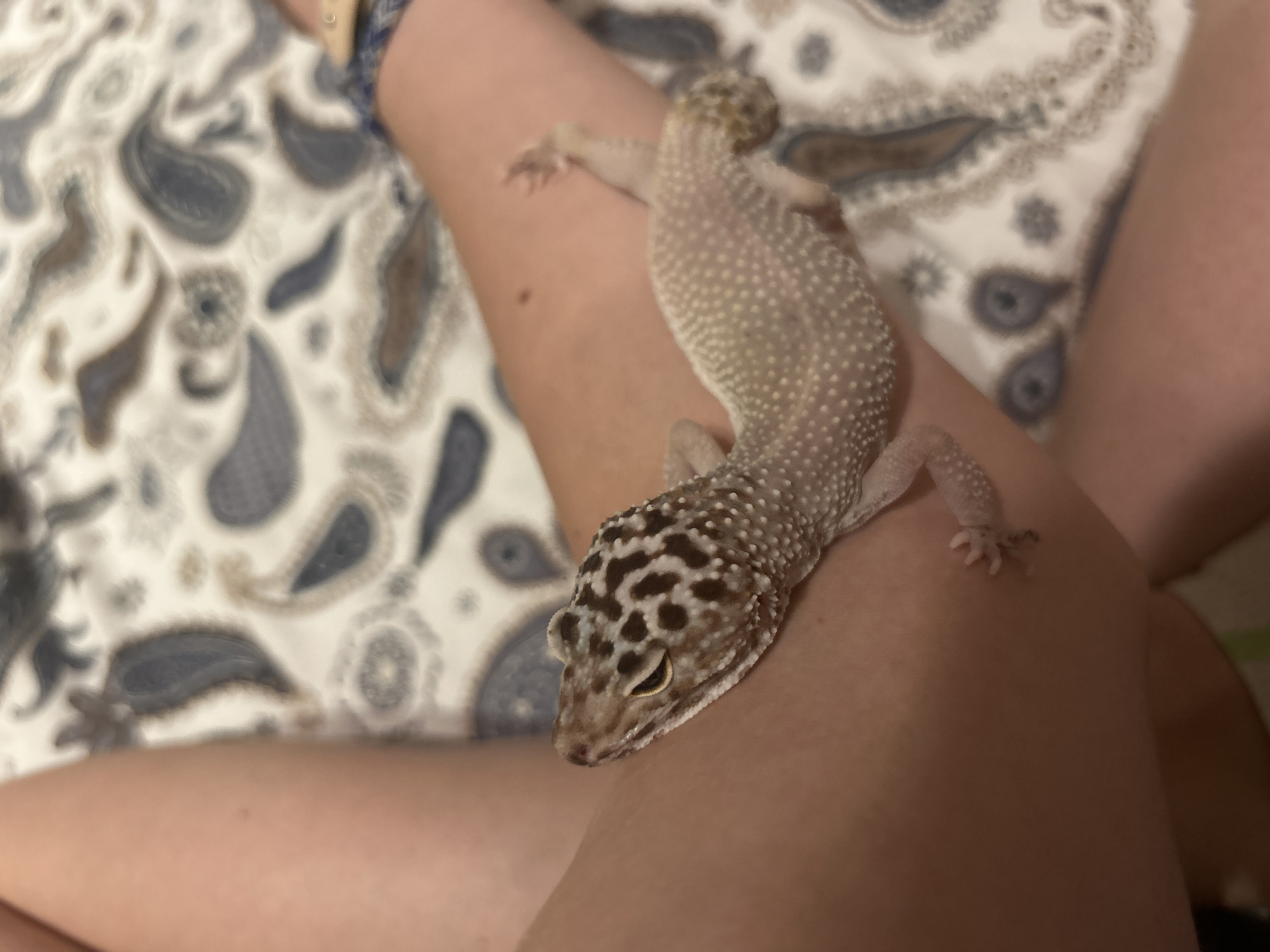 A leopard gecko is perched on a person's arm. The gecko has a patterned head with brown and black spots and a body with small white spots. The person's skin is fair. The background shows a paisley patterned fabric.