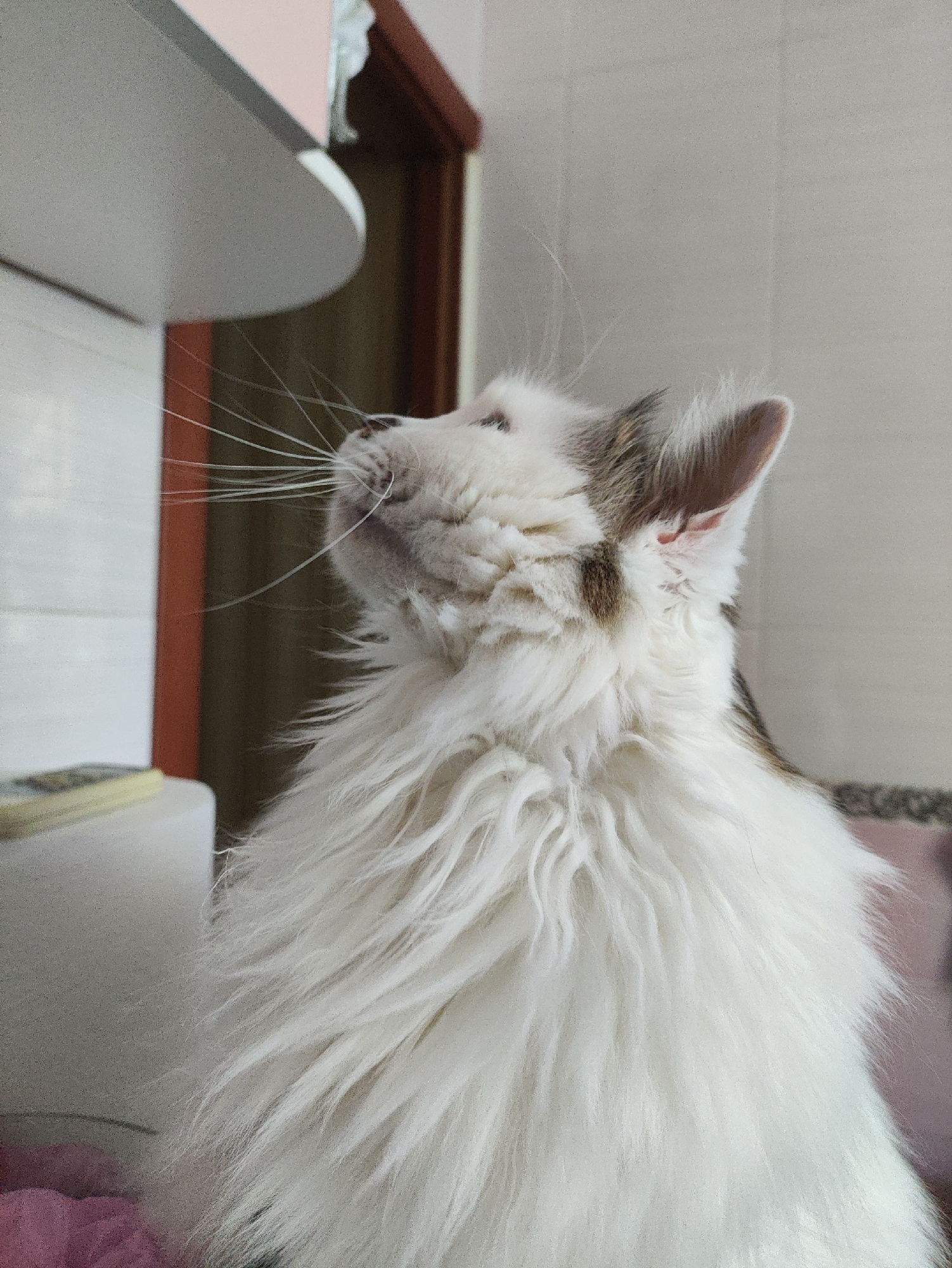 A fluffy white cat with brown markings on its head and ears looks upwards and to the left, its eyes partially closed. Its long white whiskers fan out from its face. The cat is positioned in the foreground, with its body filling the right and central portions of the frame. In the background, a light-colored wall and a glimpse of a doorway with a reddish-brown frame are visible. To the left, a white shelf or cabinet with a curved edge is partially in view, with a small, indistinct object on it. The overall lighting is soft and diffused, suggesting an indoor environment. The scene appears to be a domestic setting, possibly a kitchen or living area, but there are no specific indicators of its location within the city of Kharkiv, Ukraine.