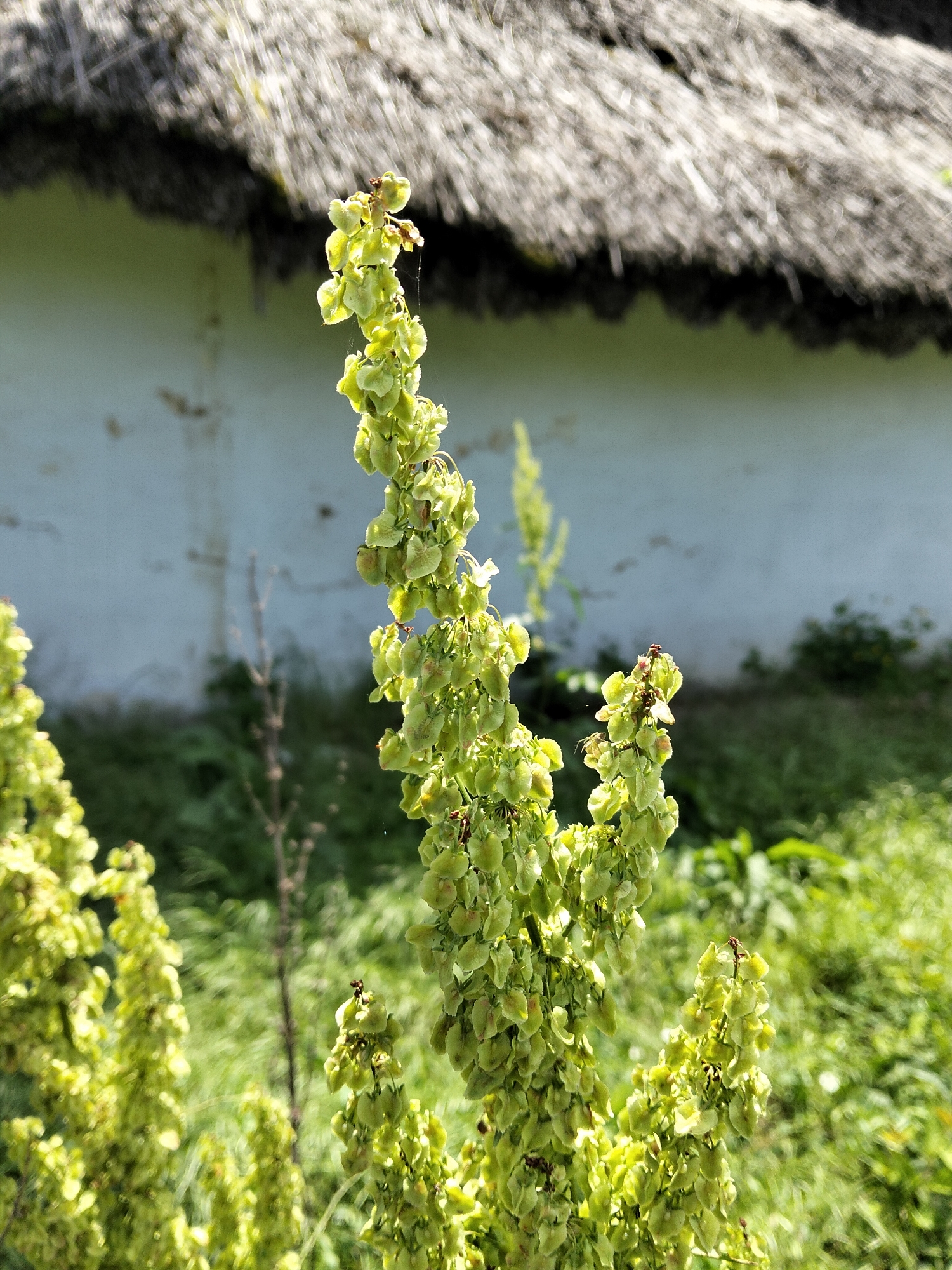 The image shows a close-up of a flowering plant with small, green seed pods, likely Sorrel, in the foreground. The plant is in focus and detailed, with numerous clusters of pods forming a tall spike. In the background, out of focus, is a rustic white building with a thatched roof, typical of traditional rural architecture. Green foliage and grass surround the building and the plant. The overall scene suggests an outdoor setting in a rural or historical area, possibly within the city of Biliaivka, Ukraine, given the architectural style and vegetation. There are no people or animals visible in the image. The lighting indicates a sunny day.