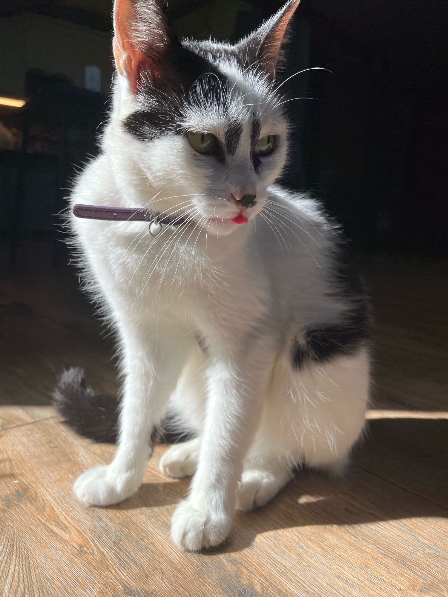 A black and white cat with green eyes and a purple collar sits on a wooden floor indoors, bathed in sunlight. The cat is looking to the right. Its mouth is slightly open, revealing a pink tongue. The background is dark and out of focus, with a hint of light from a window or lamp on the left. The scene is indoors, likely in a residential setting. No people are present.