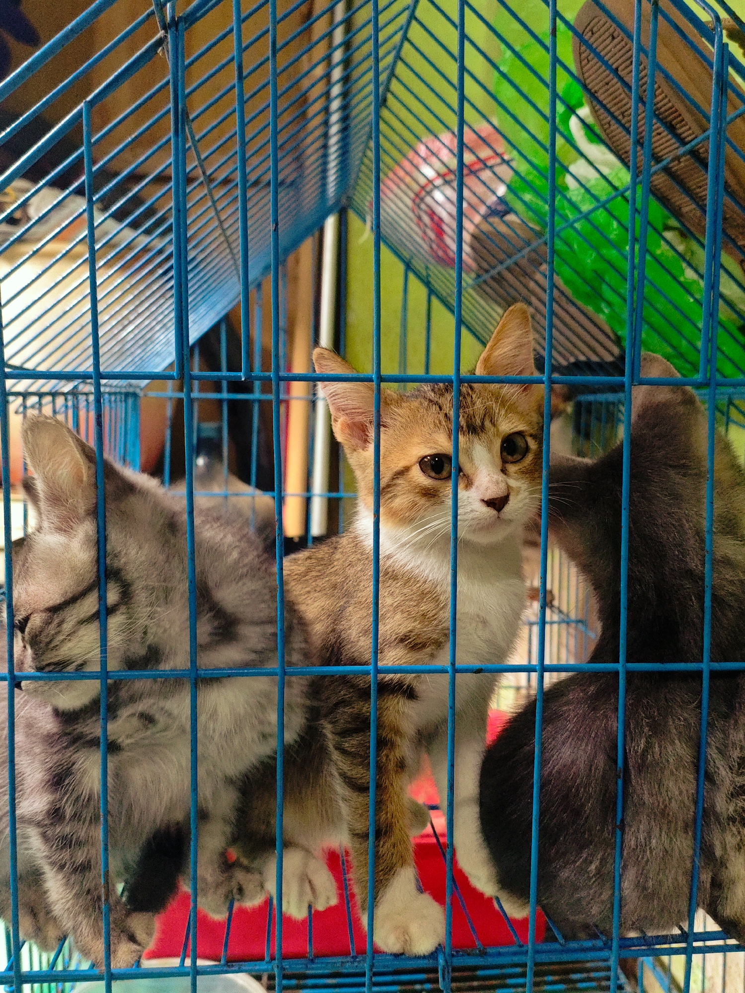 In Rejoagung, Indonesia, a blue metal cage contains three kittens. The kitten on the left is grey tabby and appears to be sleeping, with its head turned away from the camera. The middle kitten is a ginger and white tabby, looking directly at the camera with wide, curious eyes. The kitten on the right is mostly hidden, but appears to be a dark grey tabby. The cage has blue bars and is resting on a red surface. In the background, there are blurred colorful objects, possibly toys or other items within the cage or outside it. The lighting is bright, casting shadows and highlighting the kittens' fur.
