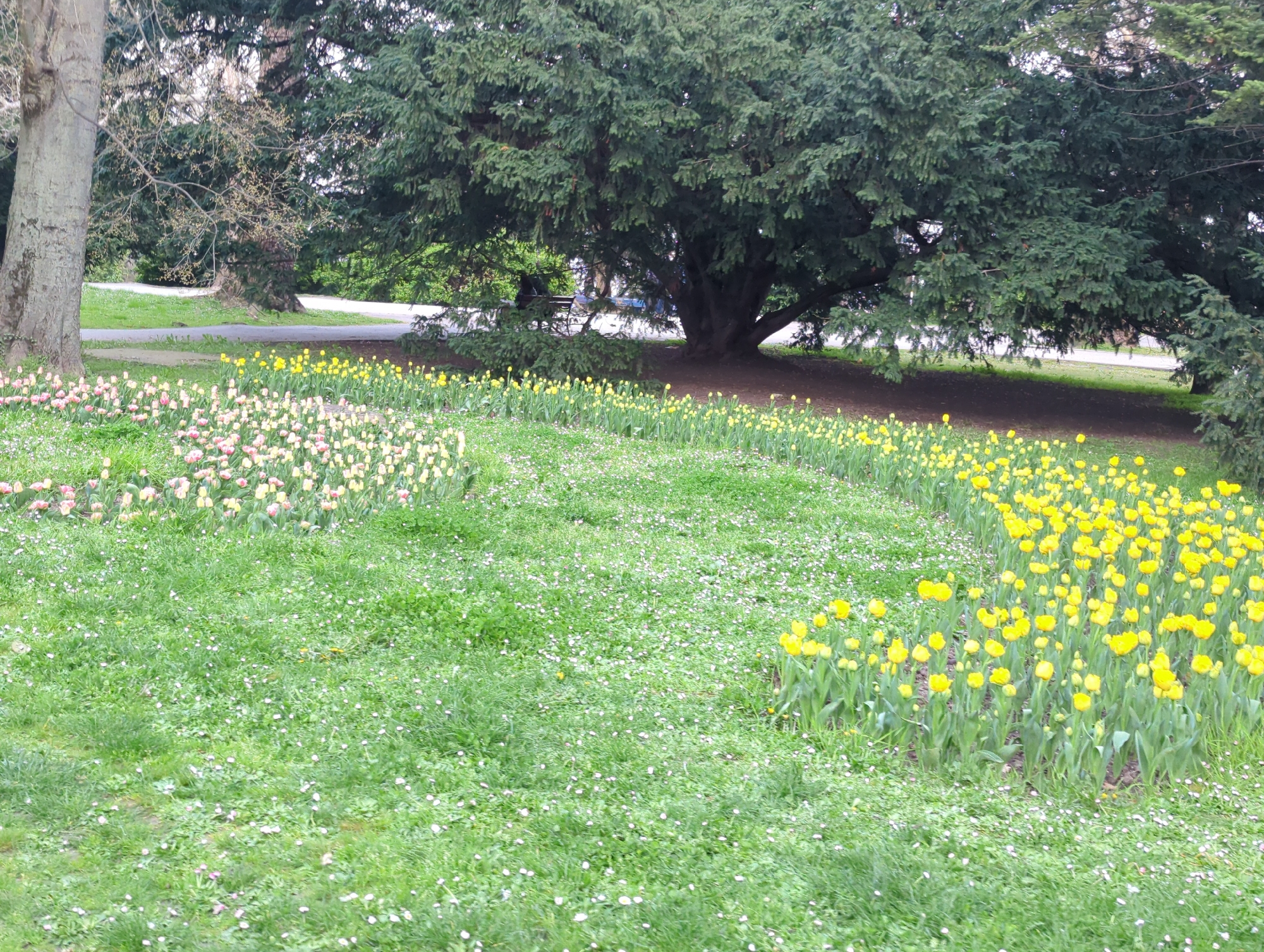 This image captures a serene spring scene in a park or garden, likely located in Varna, Bulgaria. The foreground is a lush green lawn, densely dotted with small white and pale pink ground cover flowers, possibly daisies.
In the mid-ground, two curving flower beds are prominent, filled with blooming tulips. The bed on the left features an assortment of light pink, cream, and very pale yellow tulips. Adjacent to it, the bed on the right is abundant with vibrant bright yellow tulips, forming a striking visual curve.
The background is characterized by mature trees. A large, dense evergreen tree with dark green foliage dominates the right and central background, casting significant shade. Beneath its canopy, a dark park bench is visible, and behind it, faint, blurry figures, possibly two people, can be discerned, one appearing to wear a blue top. To the left, a deciduous tree with a lighter, bare trunk and sparse budding branches signifies the early spring season. Winding paved paths are visible further back, weaving through the trees.
The scene is set during daytime under soft, diffused lighting, suggesting an overcast sky or gentle sunlight, which enhances the vibrant colors of the flowers. The overall mood is calm and picturesque, showcasing the natural beauty of a public garden in bloom. There is no visible text in the image.