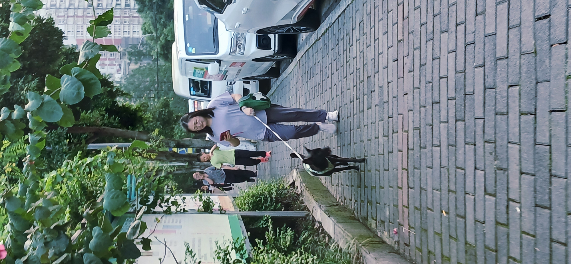 A woman in a lilac top and grey pants walks a black dog on a leash along a brick walkway in Jiulongpo District, China. She holds a phone in her left hand. Two other people walk behind her, closer to the green foliage on the left. Cars are parked on the right side of the walkway. Buildings can be seen in the background.