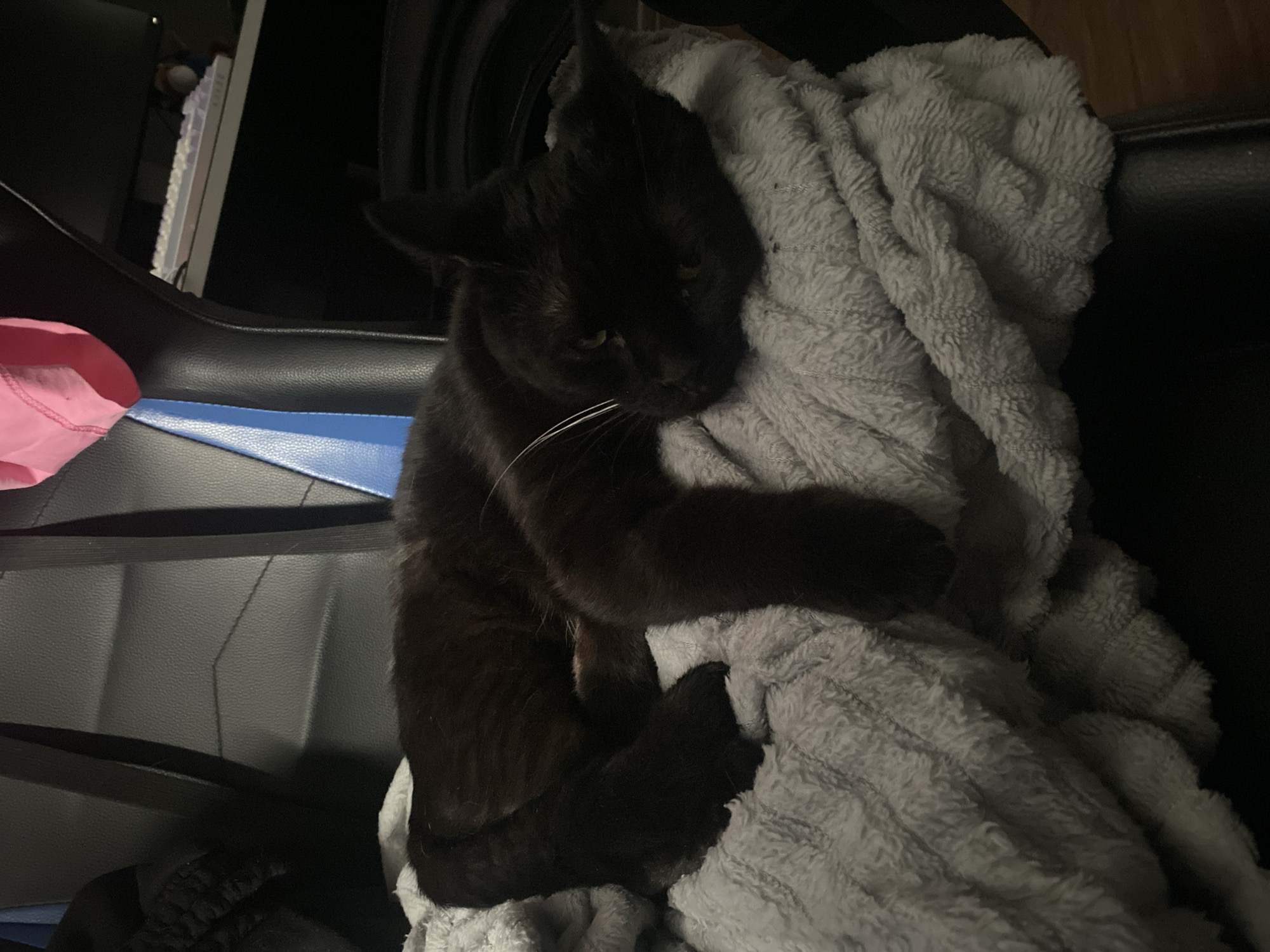 A black cat is nestled on a gray, plush blanket in what appears to be a chair. Part of a chair with black, blue, and pink upholstery is visible. The environment appears dimly lit. There is no evidence to suggest the image was taken in Izhevsk, Russia.