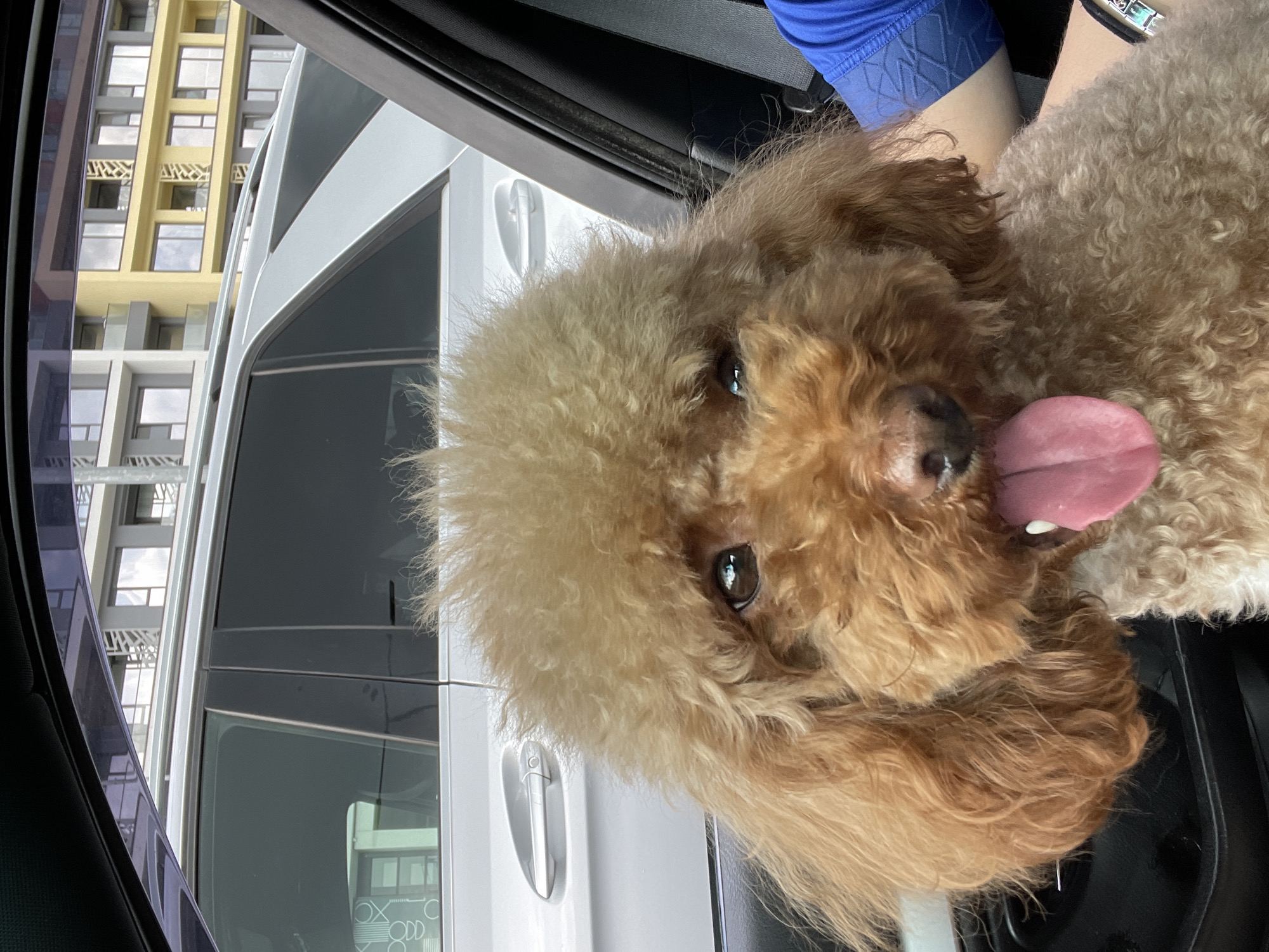 A tan, curly-haired poodle with its tongue sticking out rests on a person's lap, likely inside a car. The person is wearing a blue shirt and a watch. Outside the car window, there's a partial view of buildings with windows, possibly apartment buildings. The location cannot be precisely determined as Varna, Bulgaria with the visible information.