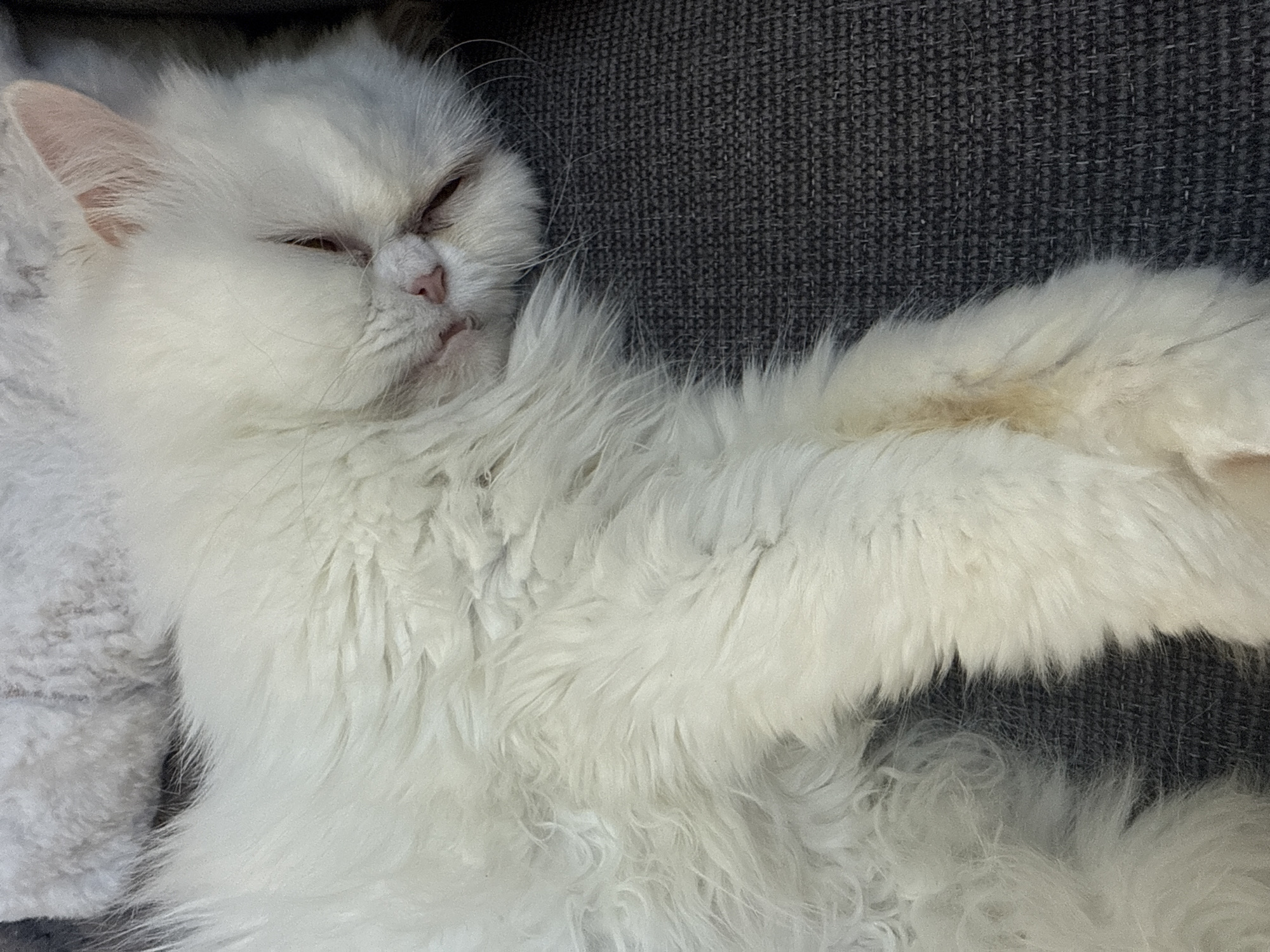 A white, long-haired cat is lying down on a gray surface. The cat's eyes are partially closed, and its pink nose is visible. A small portion of its pink tongue is visible. The cat's fur appears soft and fluffy. Another indistinct white furry object is on the left side of the cat. The location is not discernable from the image.