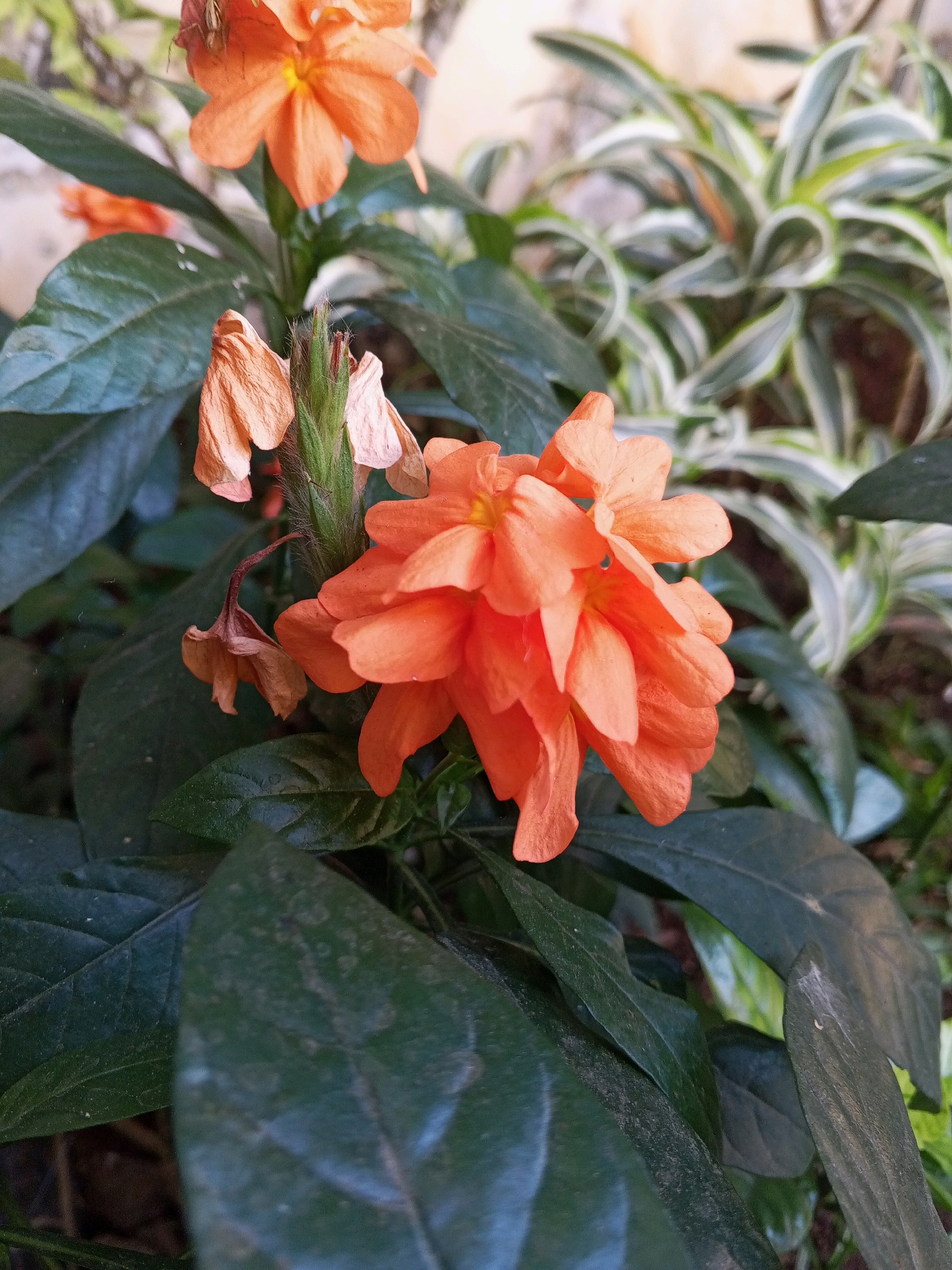 The image shows a close-up of an orange flower with green foliage in the foreground. The flower appears to be in bloom, with several petals visible. In the background, there are other green plants, some with variegated leaves, suggesting an outdoor garden setting. The lighting is natural, and the focus is on the orange flower. The image was likely taken in Cikal, Indonesia, as per the prompt. There are no people or actions depicted in the image.